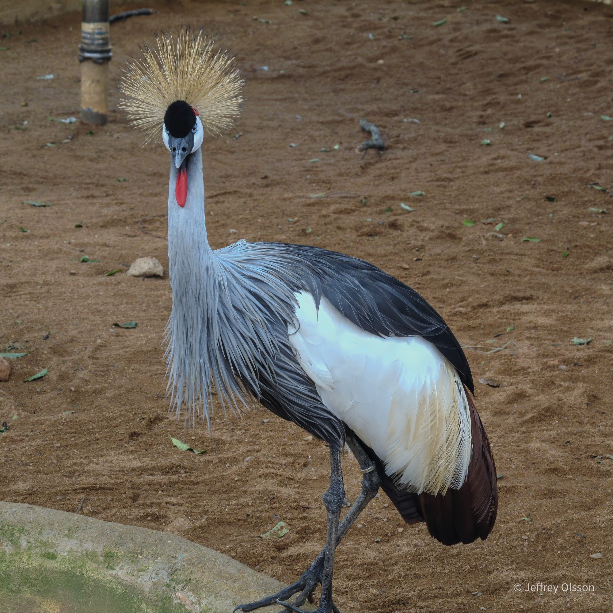 Gray Crowned Crane, Kampala, Uganda