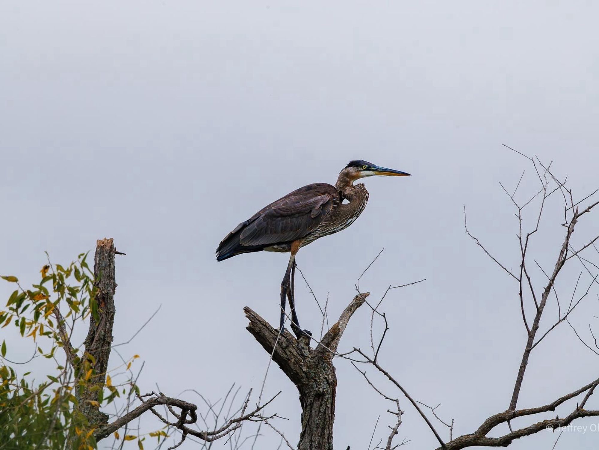 Another blue heron resting in a tree top.