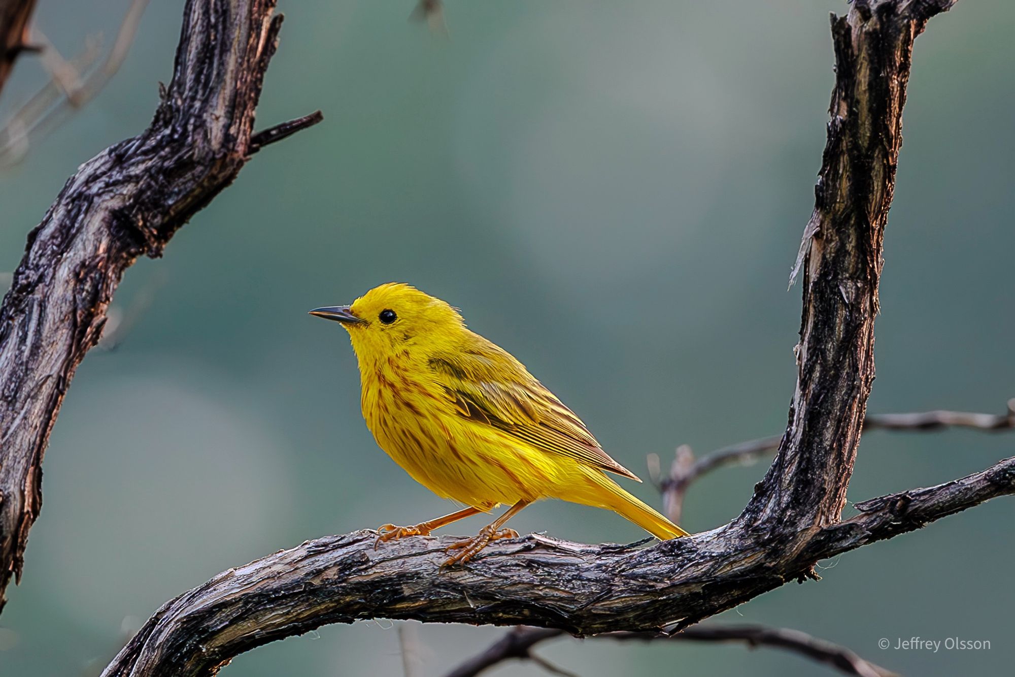 A beautiful Yellow warbler came to see me. The sun was low in the sky so the yellow colour of the bird is accentuated. Such a beautiful creature.