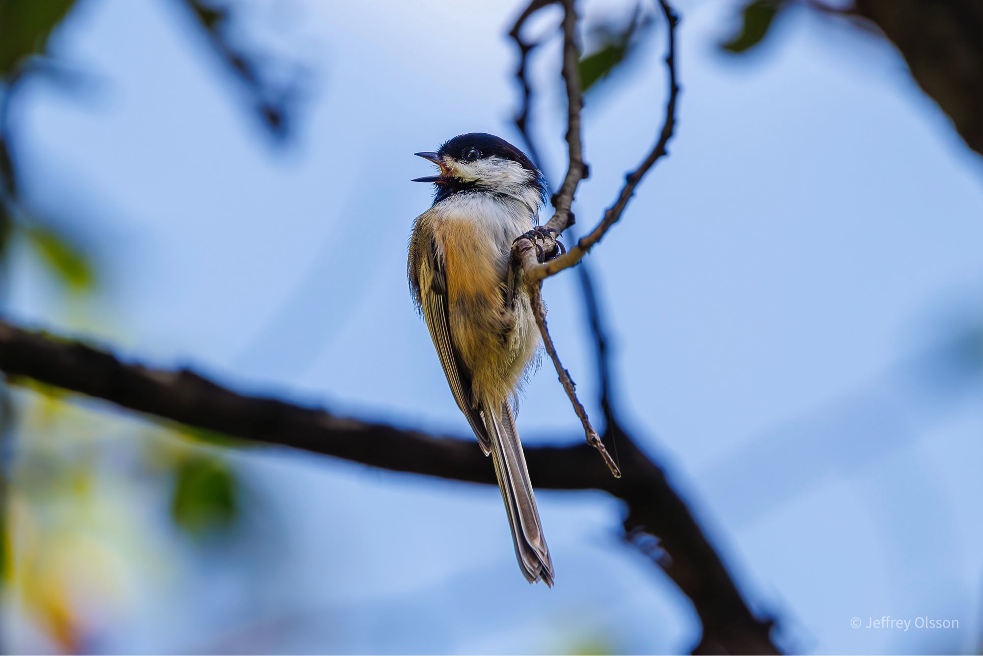 A black capped chickadee bird sings and calls for his mate. Winnipeg, Assiniboine river .