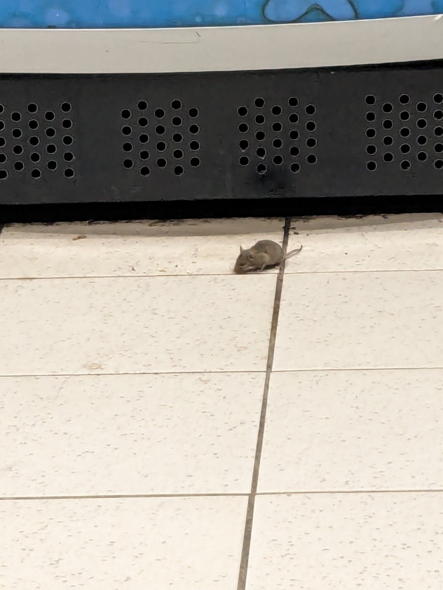 Petite souris grise au pied des distributeurs de la salle d'attente des urgences de l'hôpital Henri Mondor