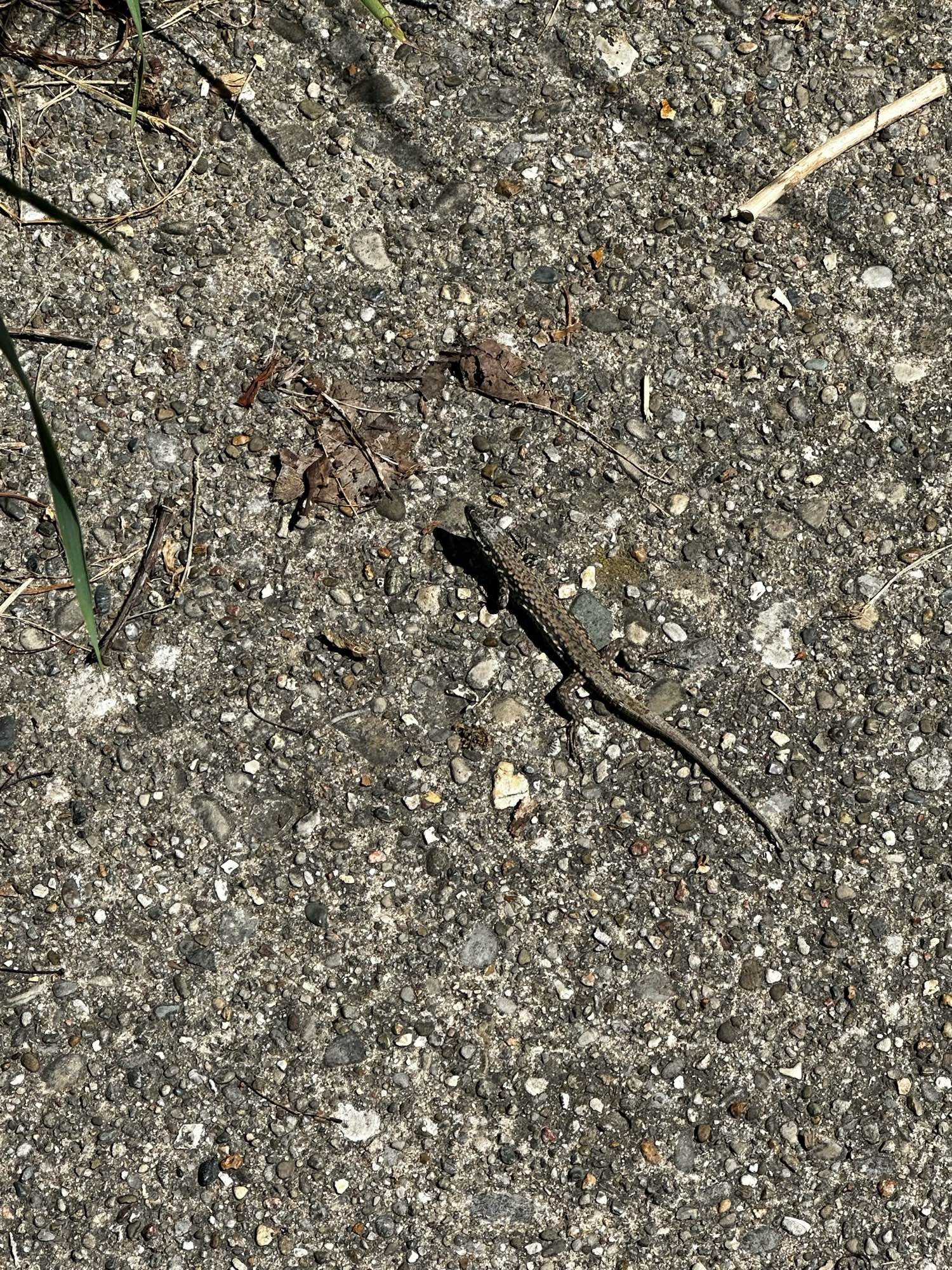 A grey lizard on the warm concrete