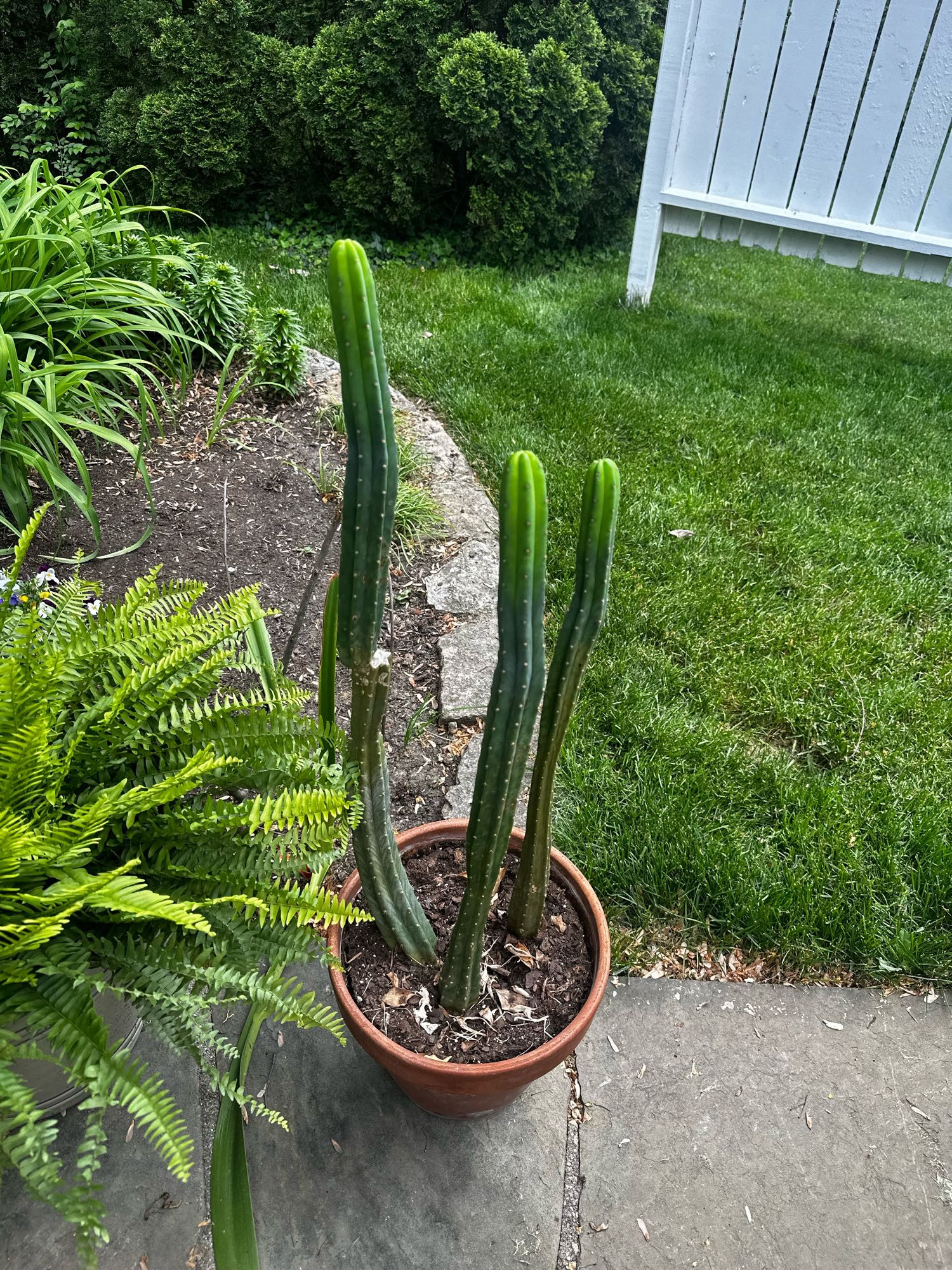 A five year old San Pedro cactus, it’s about 3-4 feet tall, with three different trunks in the same terracotta pot.