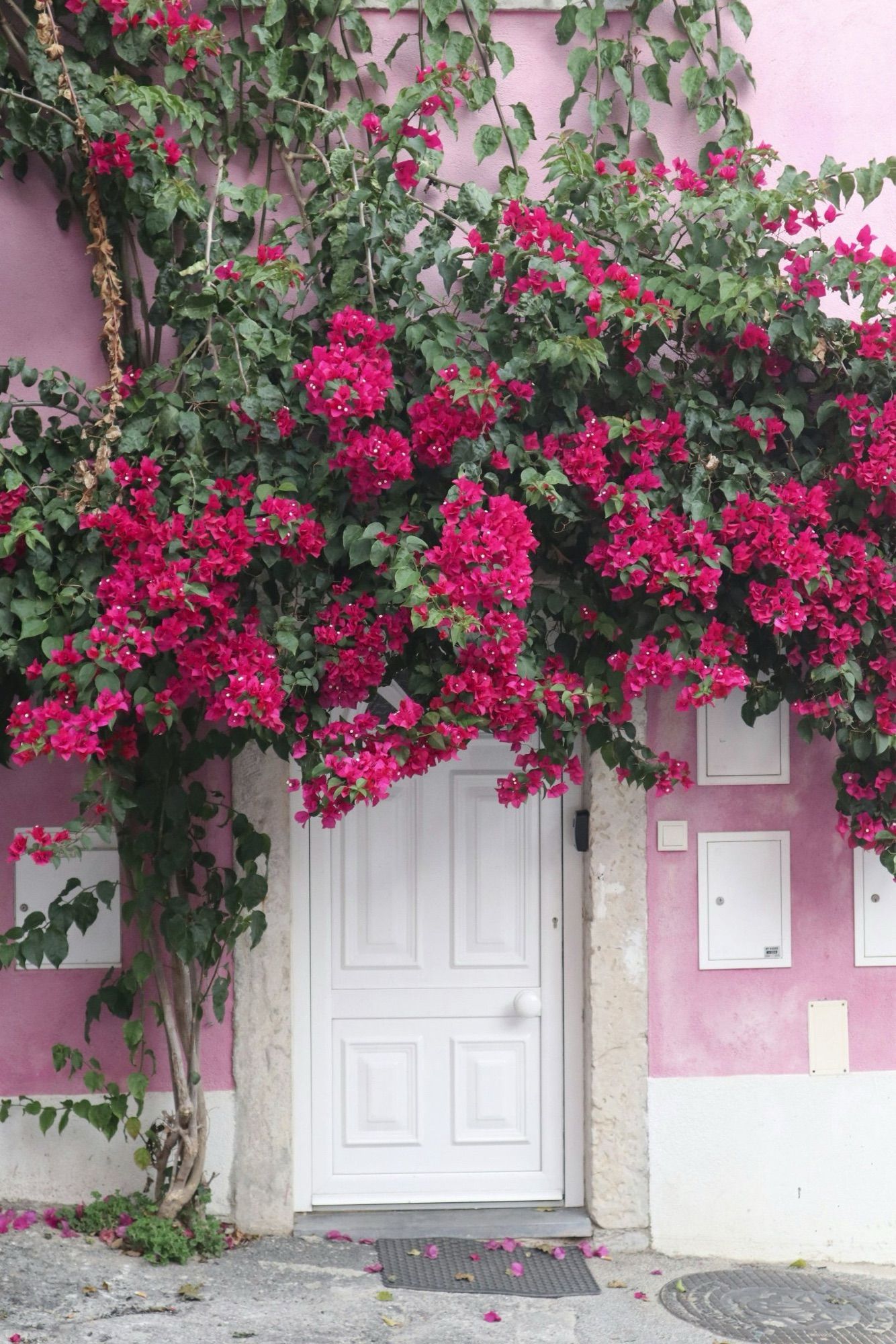 A photo of a white door to a house covered in pink bougainvillea. From unsplash