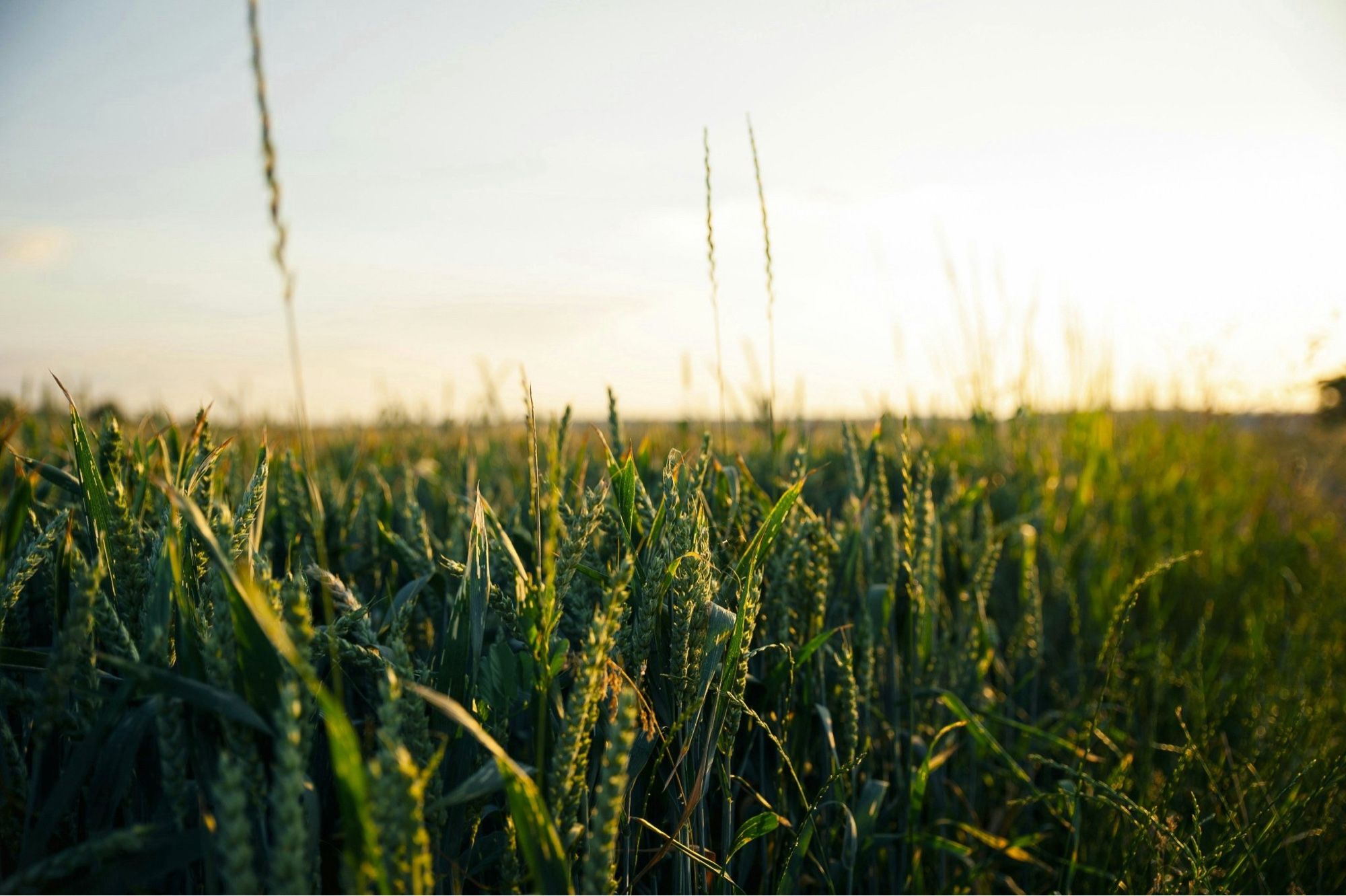 Photo of golden crops. By Unsplash