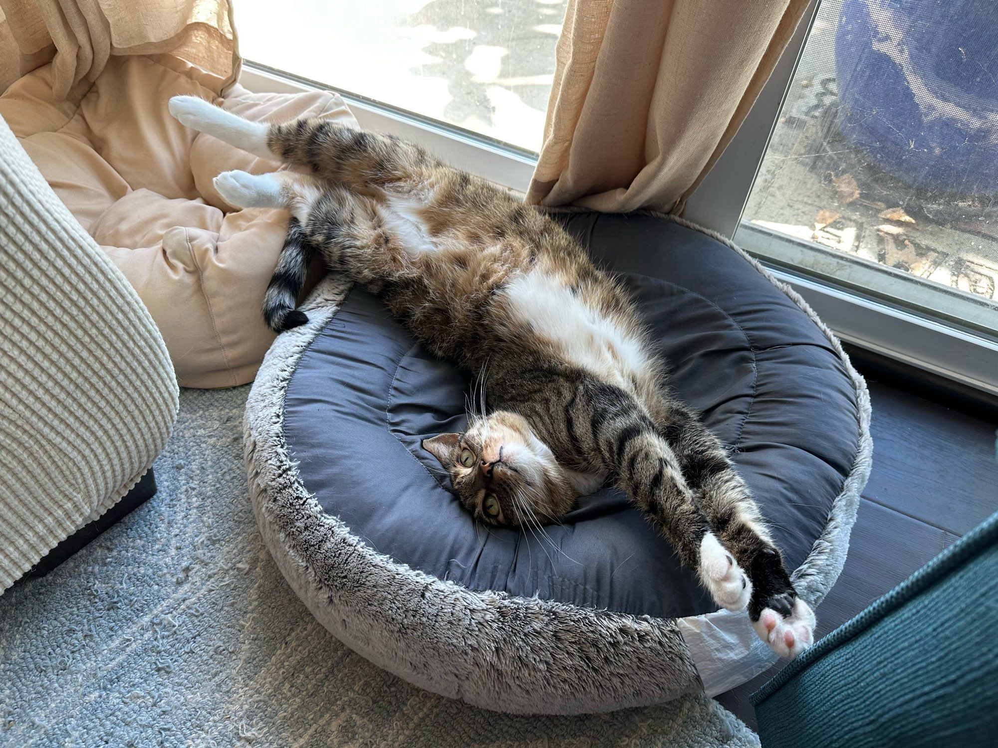 A torbie cat stretched out upside down on a dog bed.