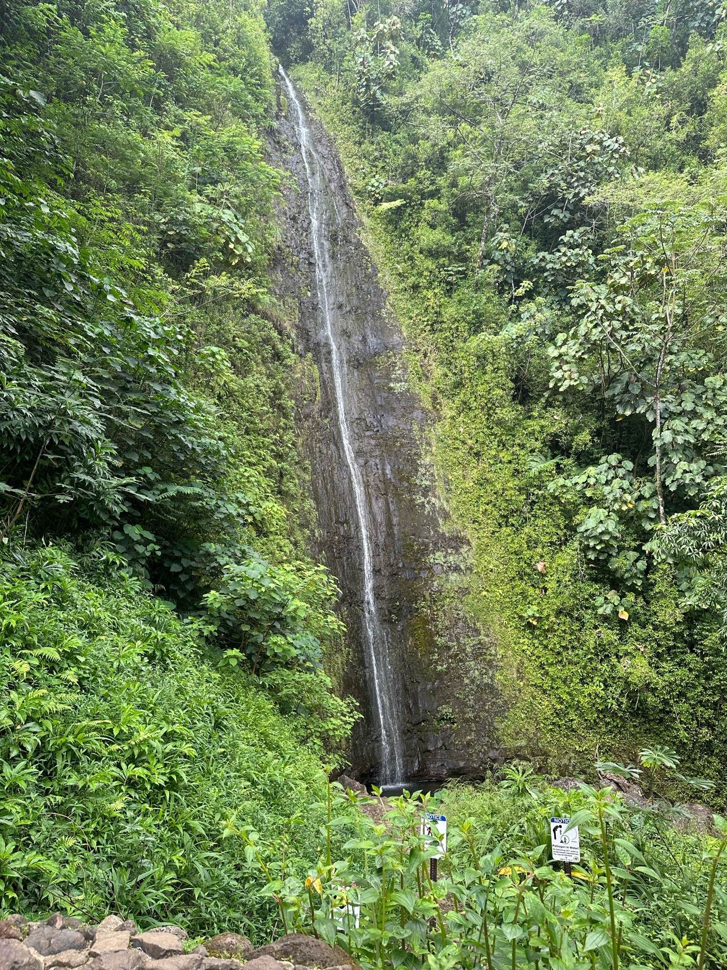 A cliff covered in lush green vegetation with a trickle of water falling down the center of a bare patch of rock.