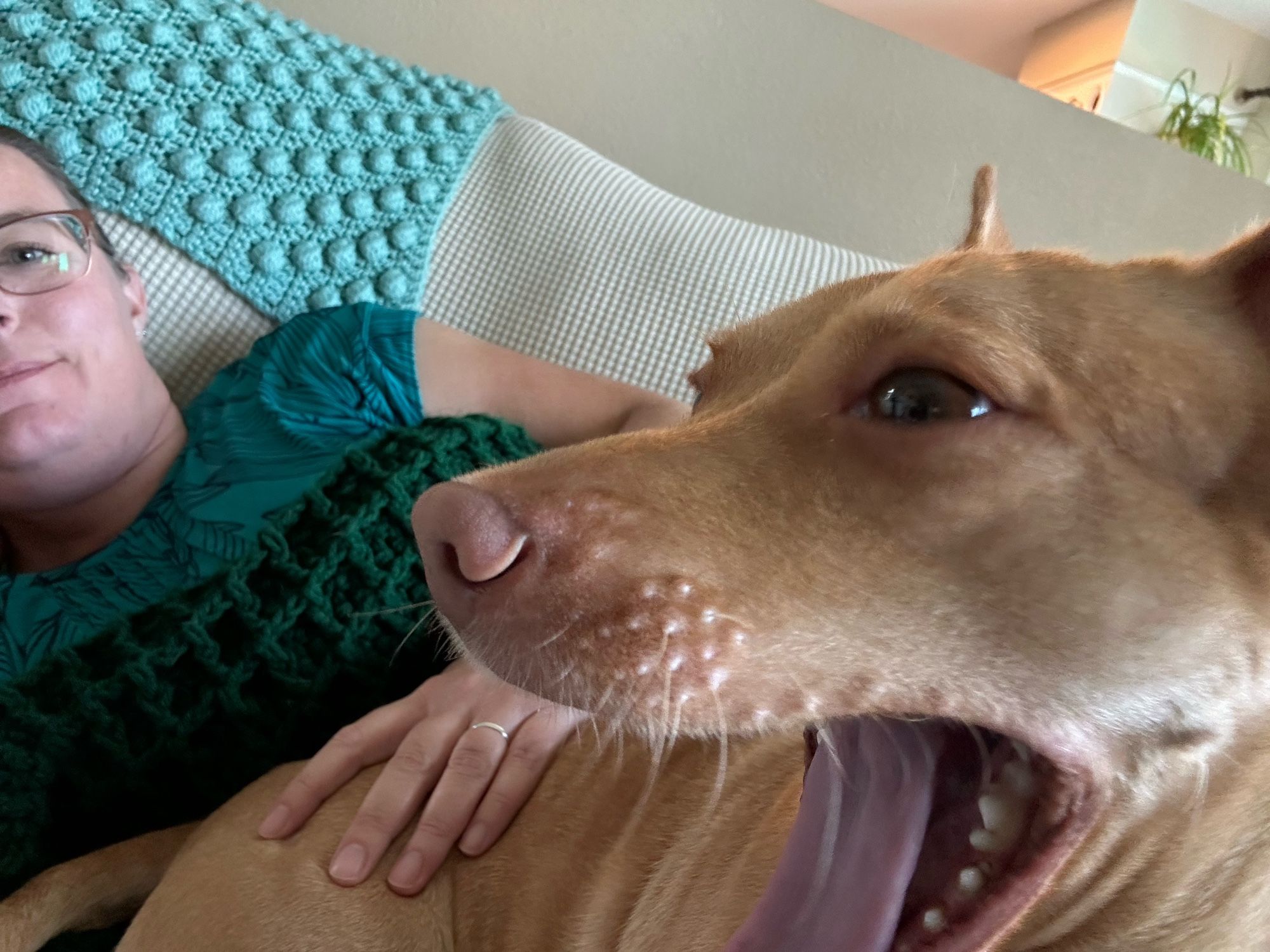 Half of a person’s face and most of a small tan dog are visible in the photo frame as they lay on a sofa. The dog is yawning.