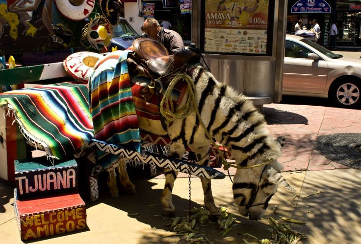 A donkey in Tijuana, painted with zebra stripes as a tourist attraction. Which makes me sad, I hope they are taking good care of it.