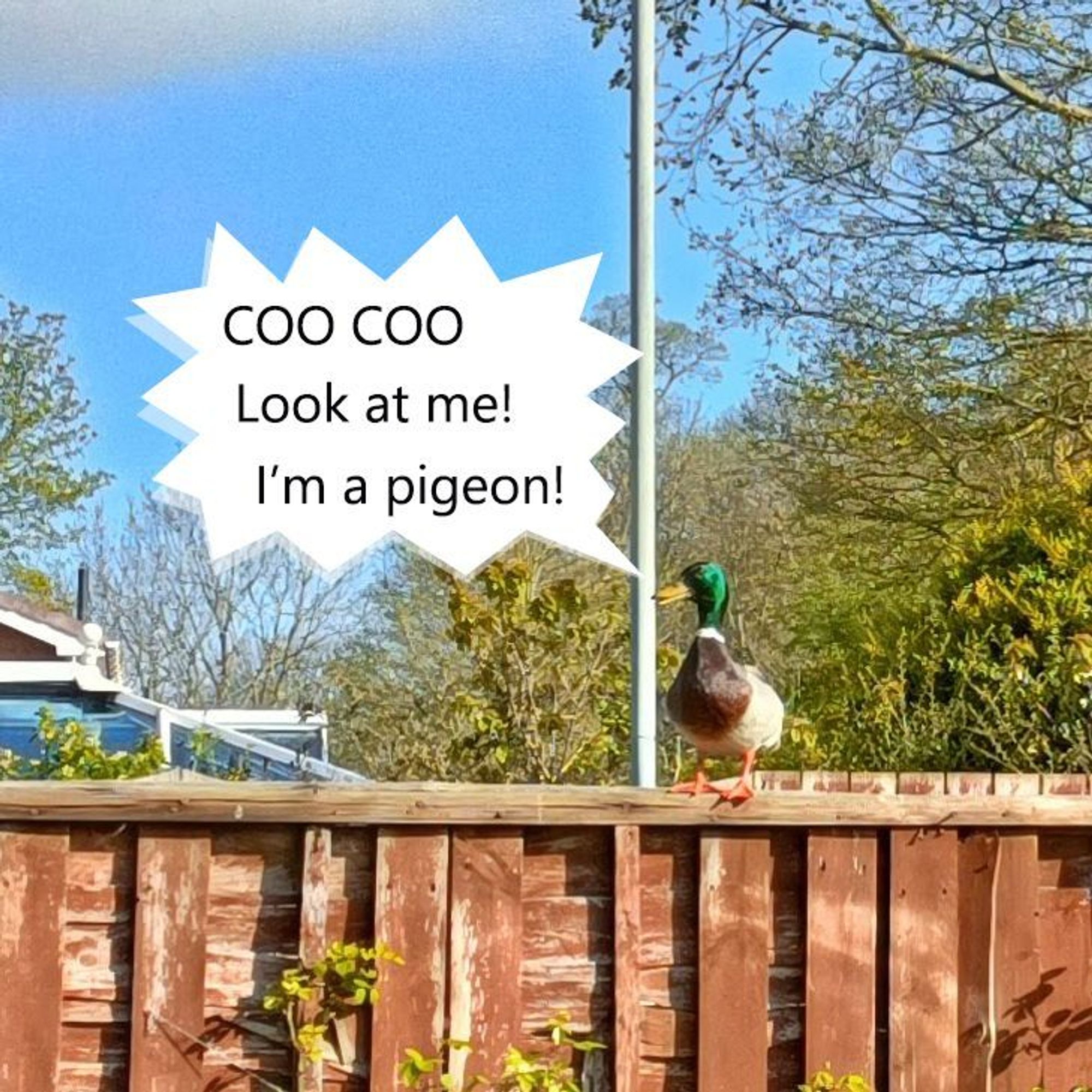 The duck is doing an bad impression of a pigeon. "Coo coo, look at me! I'm a pigeon!" he says