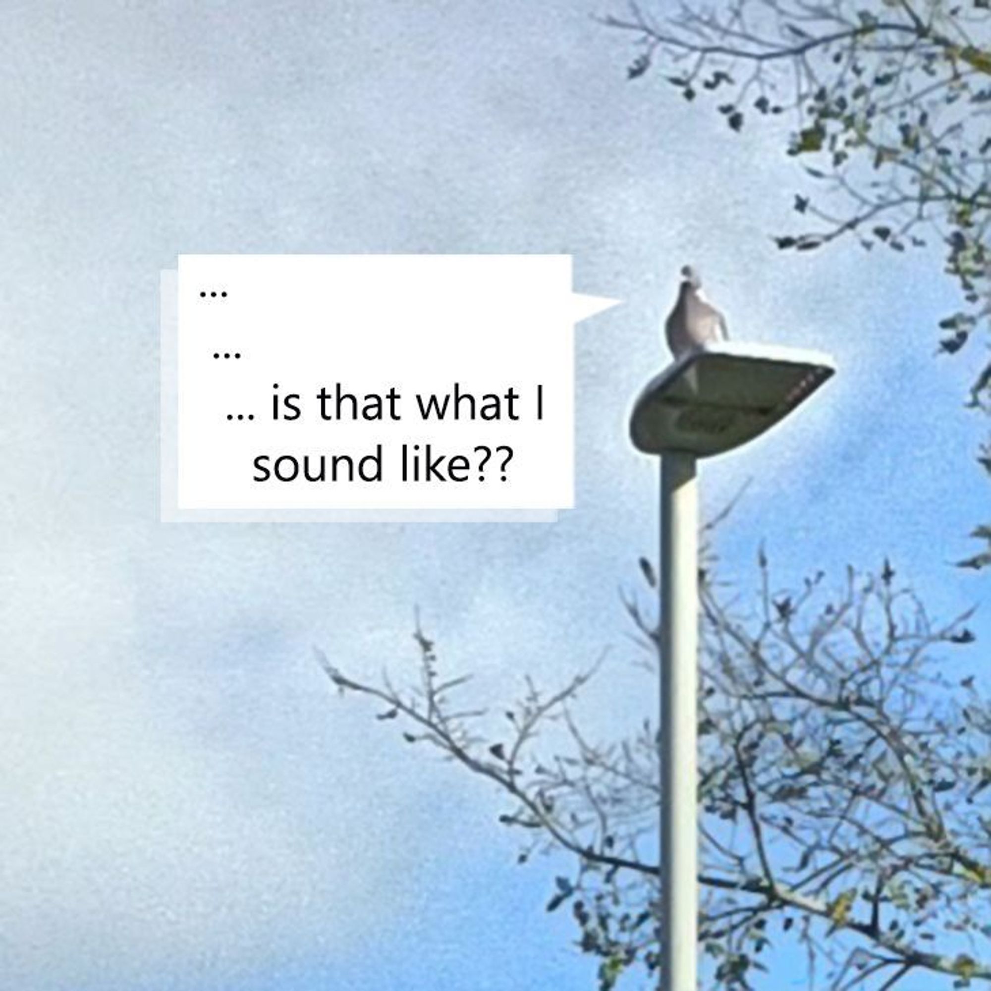 A pigeon watches from a distance, questioning its entire existence. "Is that what I sound like??"