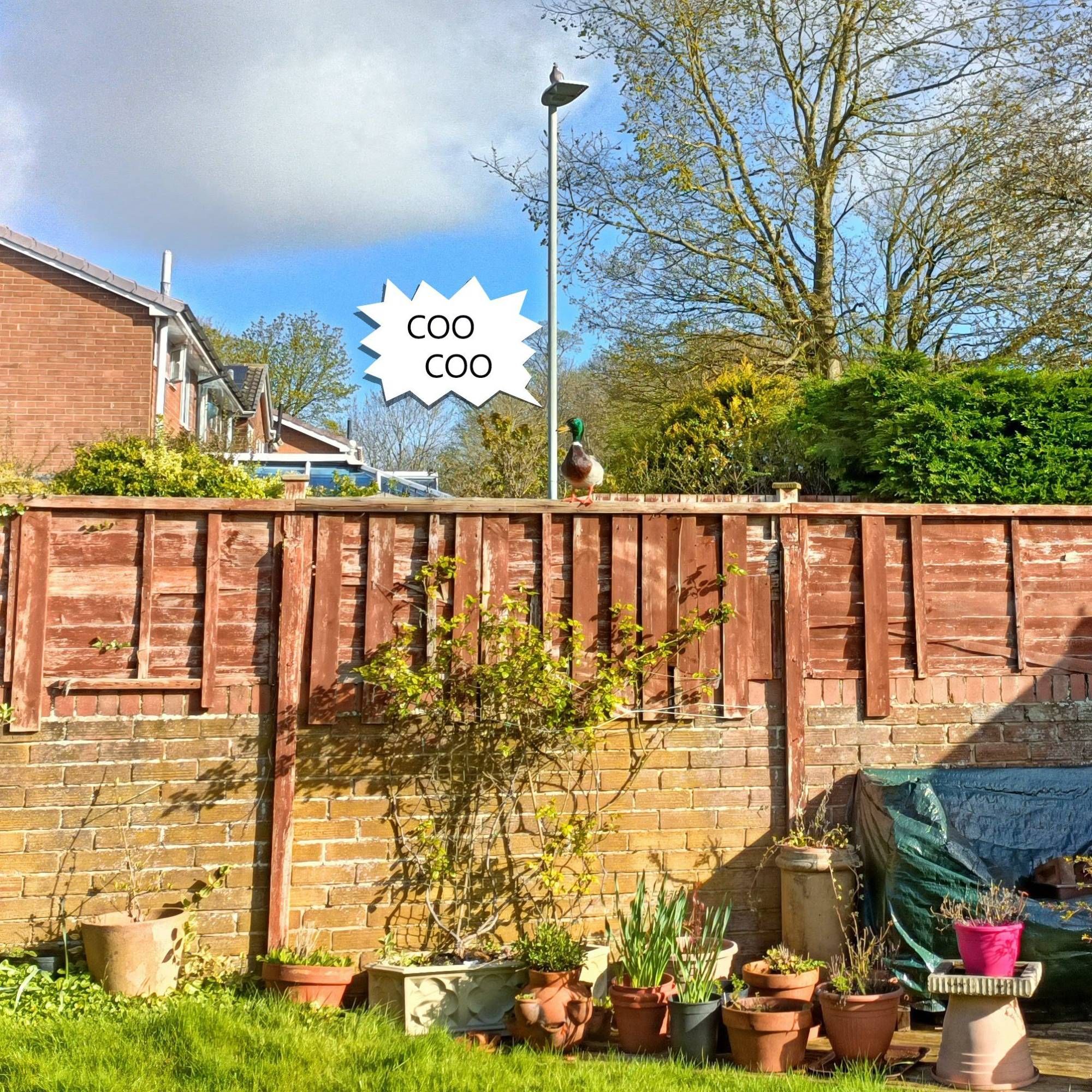 A duck is sitting on the fence where the noisy pigeon normally sits