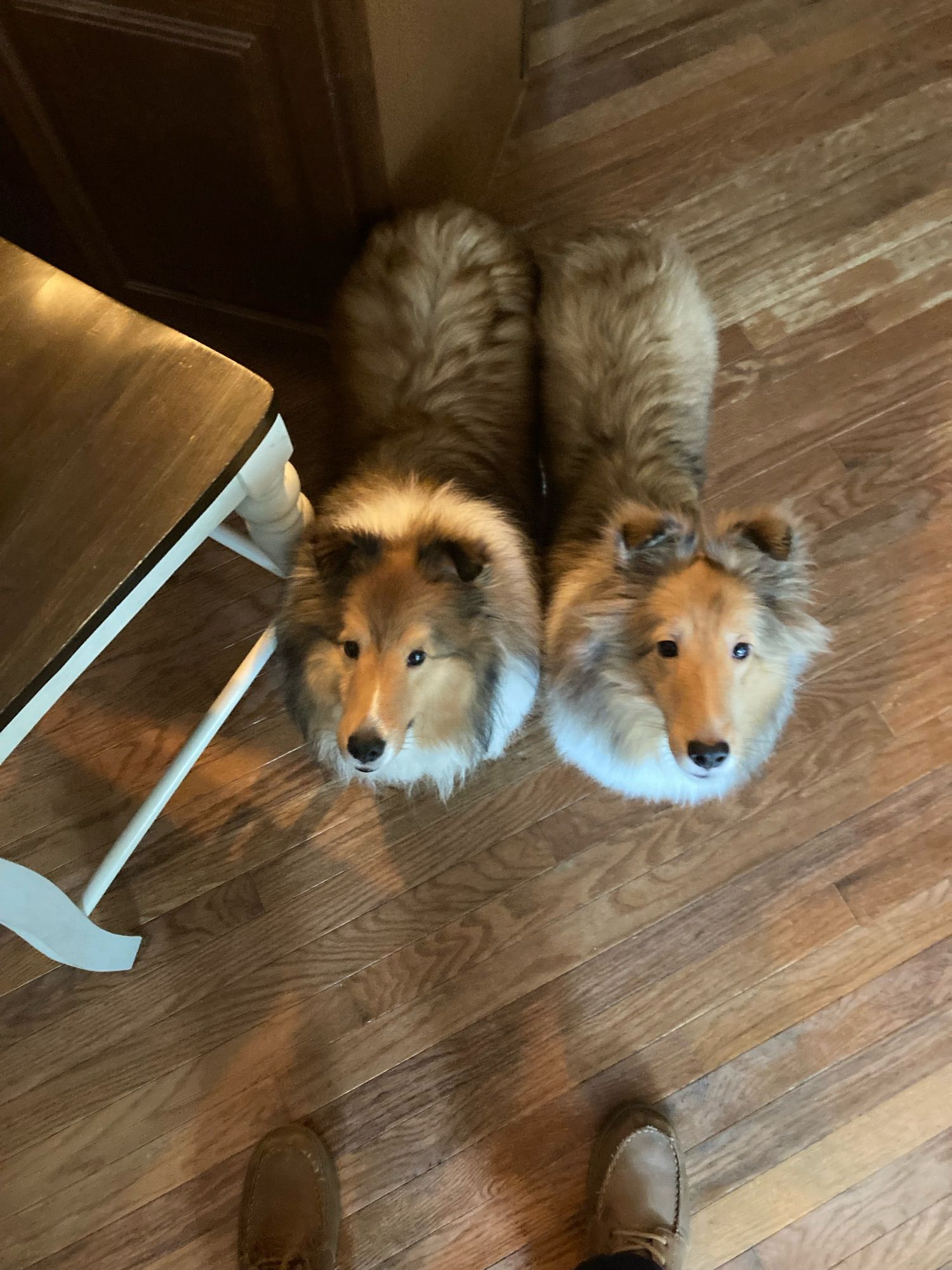 Two collie-looking dogs - mini-Shelties? Such eyes they make!