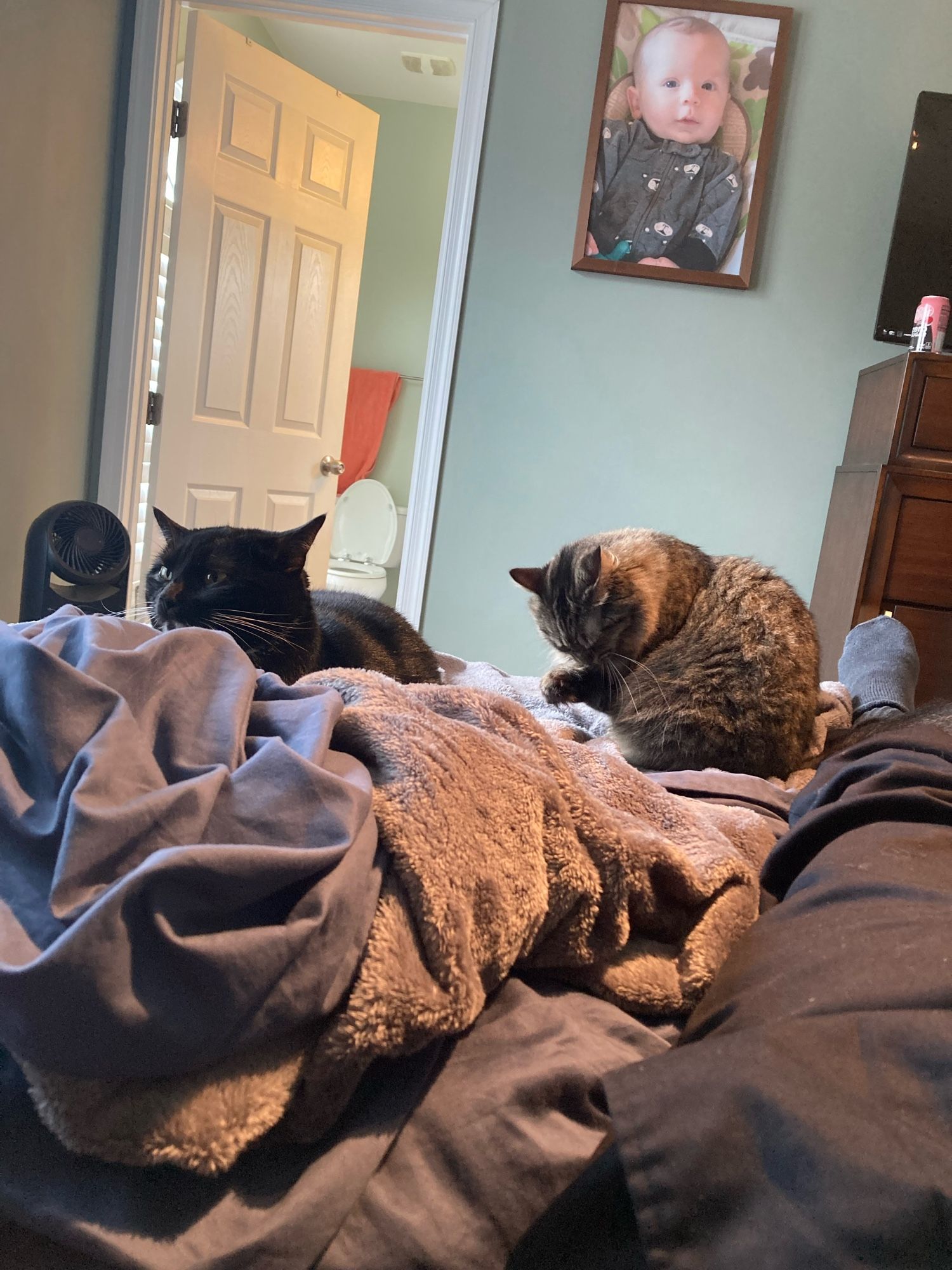 A chubby tuxie watches while a fluffy grey tabby grooms herself.