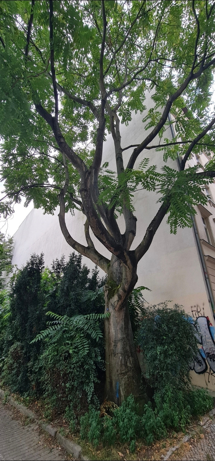 Ein Götterbaum an einem Hauseck im Berliner Scheunenviertel 