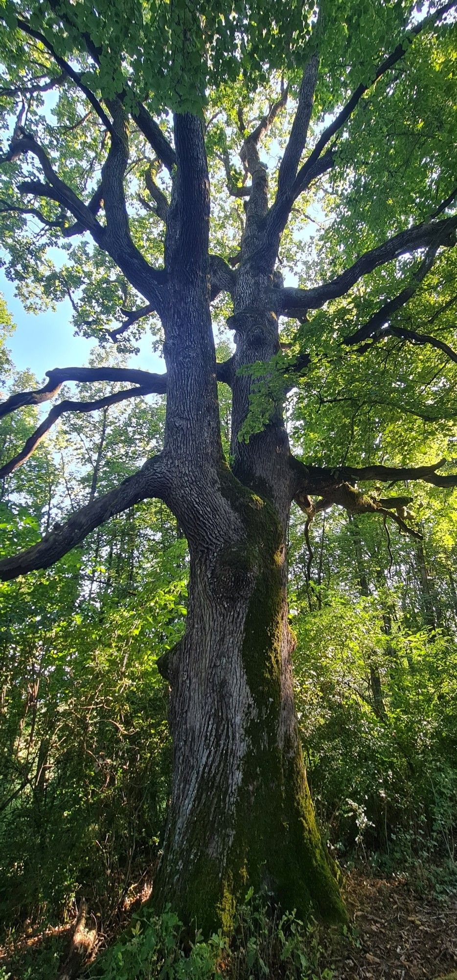 A large scale tree on the edge of a forest. The tree has a strong trunk that unfolds into two strong supporting branches.