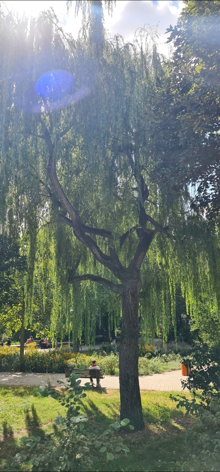 Eine Trauerweide in einem Park im Spätsommerlicht