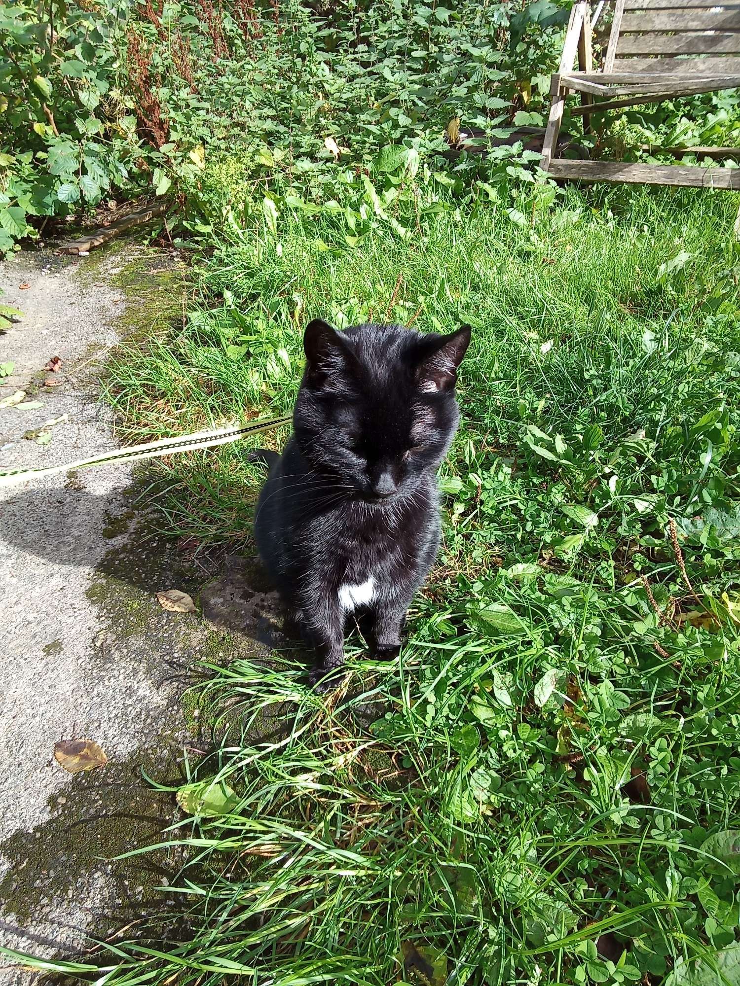 Black cat sitting up in an overgrown Scottish tenement garden, showing her white belly patch. For some reason you can't see her harness, but it's tan corduroy, and she's on a yellow lead. 