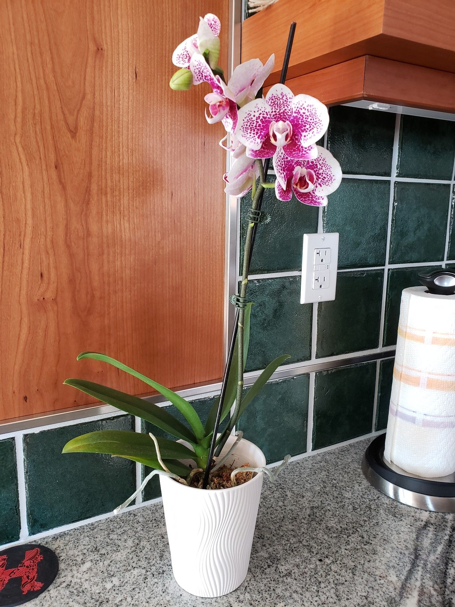 Tall purple and white orchid in a small white pot, sitting on a granite kitchen counter with a dark green tile backsplash and a cherry side cabinet behind.