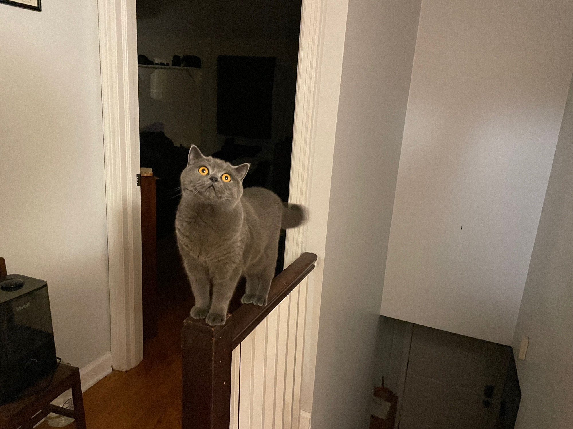 A terrible beast (blue British shorthair) sits atop the newel post of a banister. 