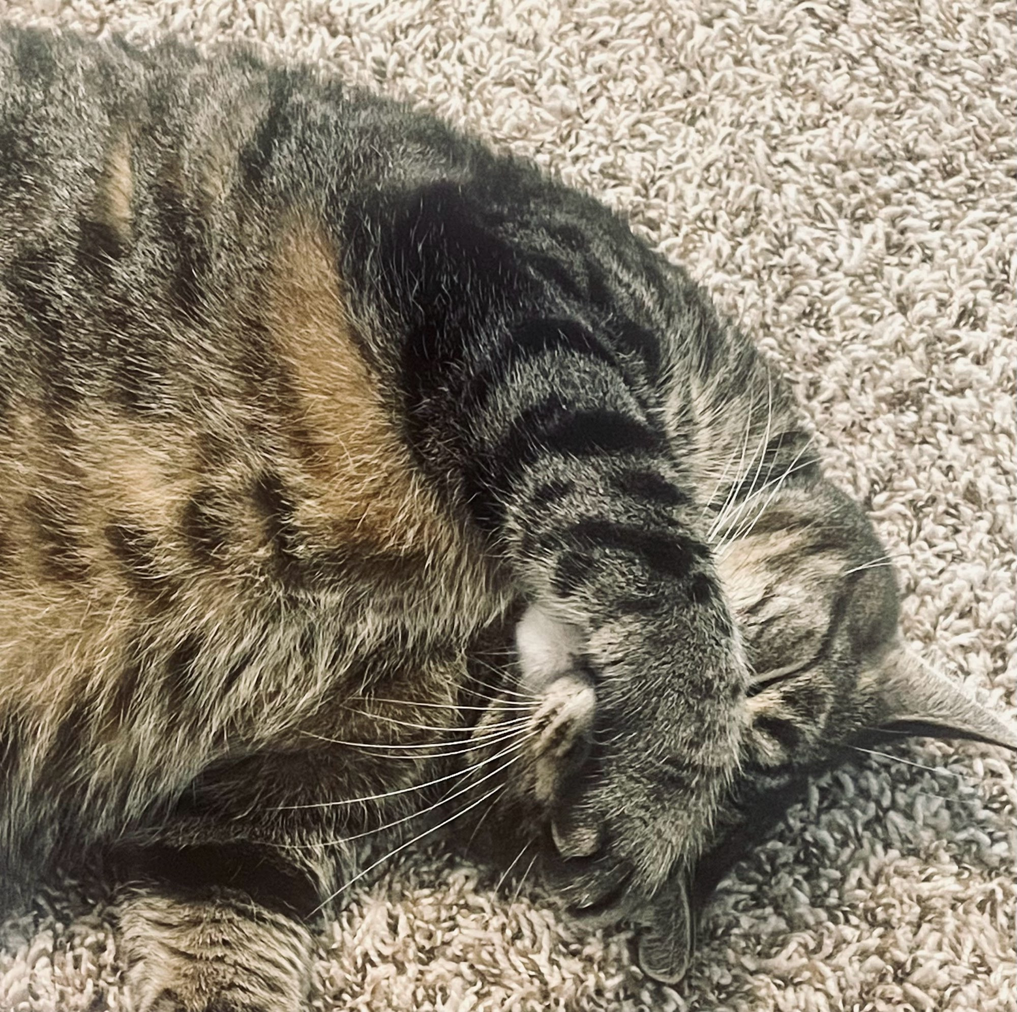 Oswald, a chonk tabby, covers his eyes with his giant paw. 