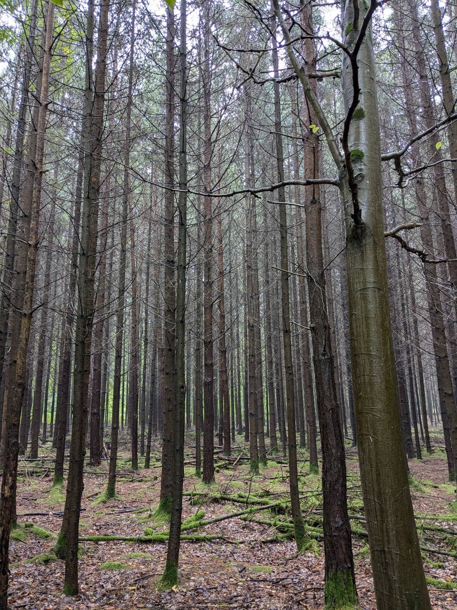 Greensand way at The High Chart