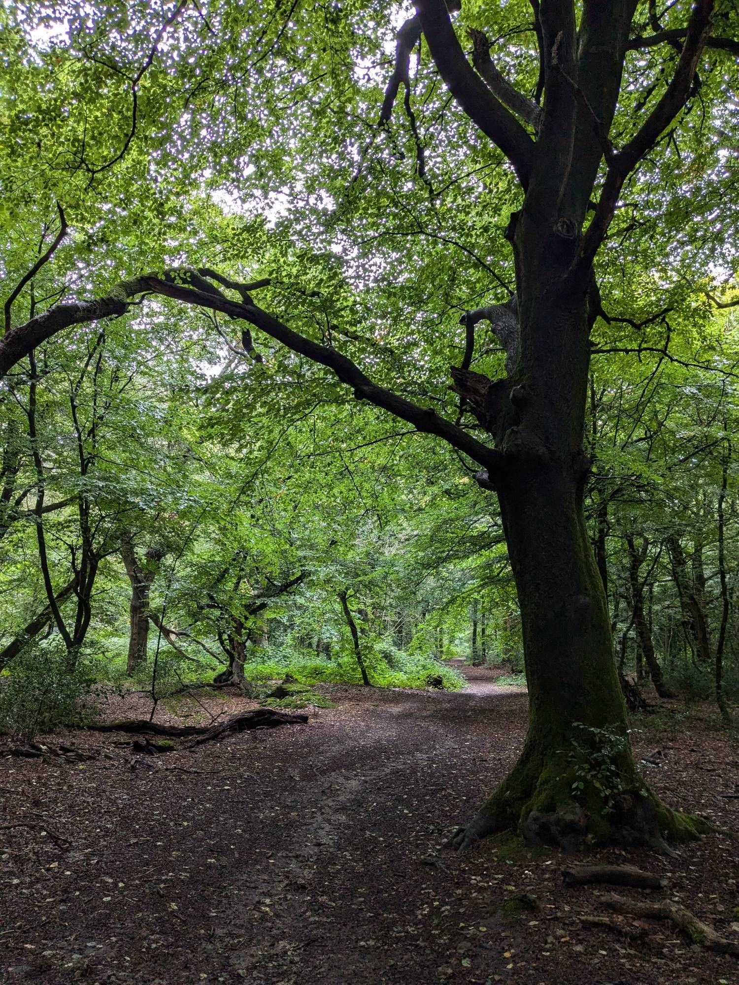 Vanguard way, with overhanging beech