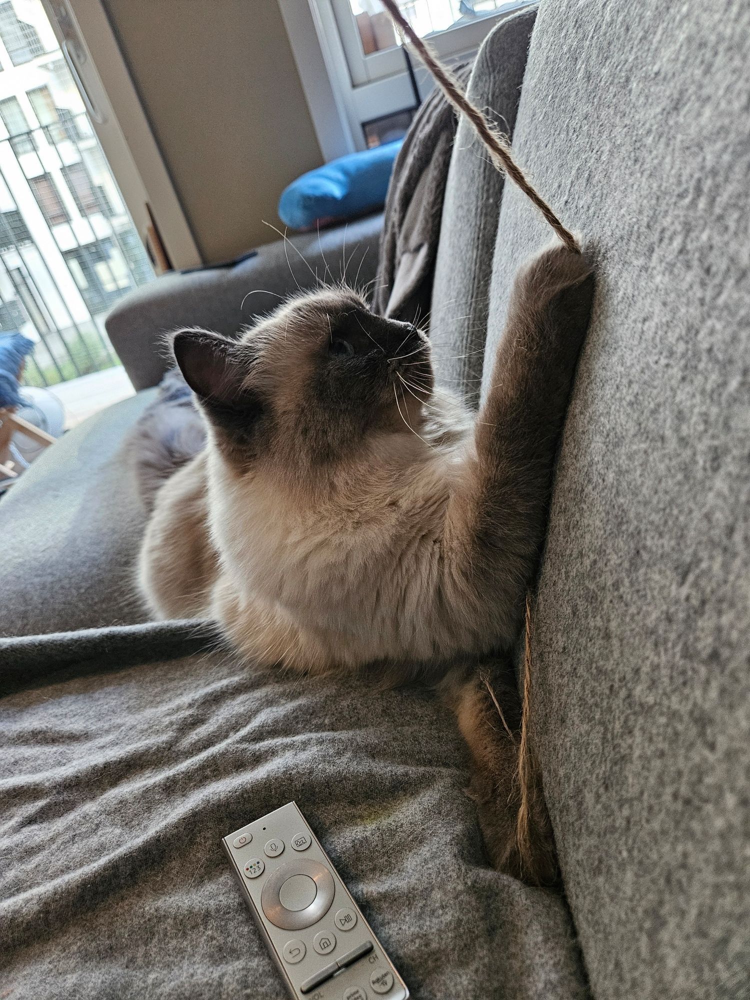 A fluffy siberian cat murdering a string toy on a sofa. She's holding it with a paw on the sofa back cushion and is looking up at it with what looks like Hamlet-y 'to be or not to be'-feelings