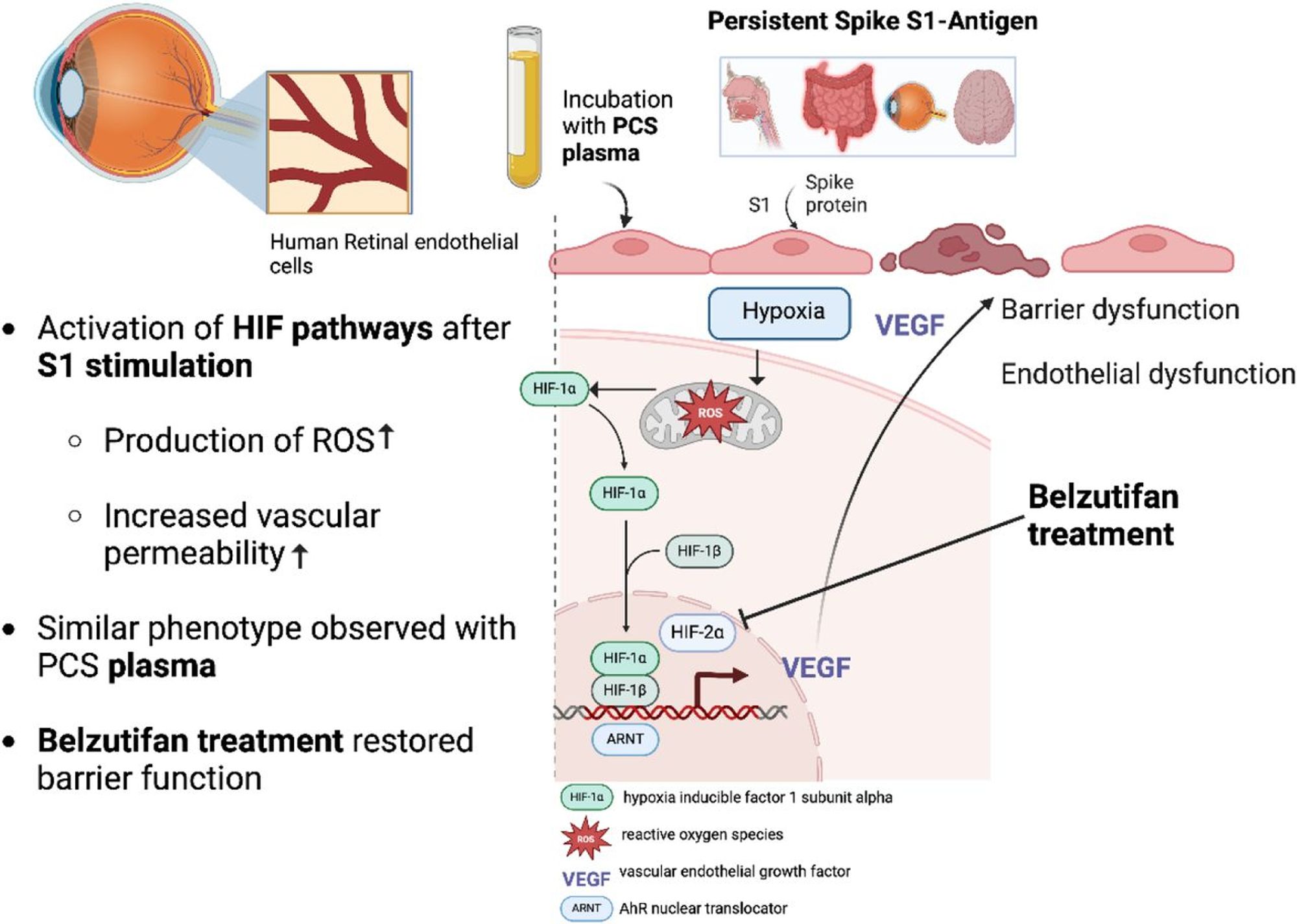 Graphical abstract