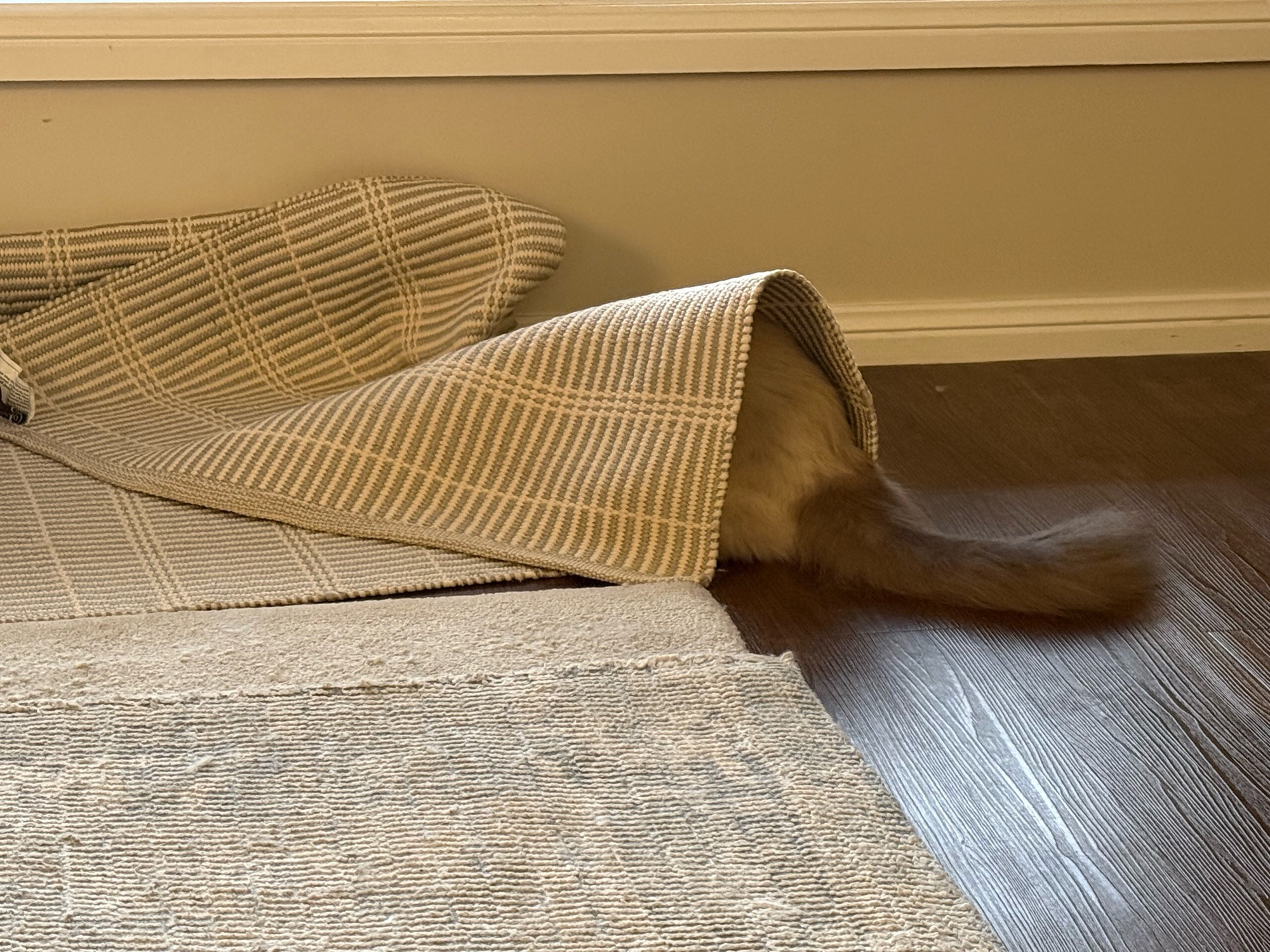 The tail of a ragdoll cat, white butt with grey tail, protrude from under a messed up cream and grey rug.