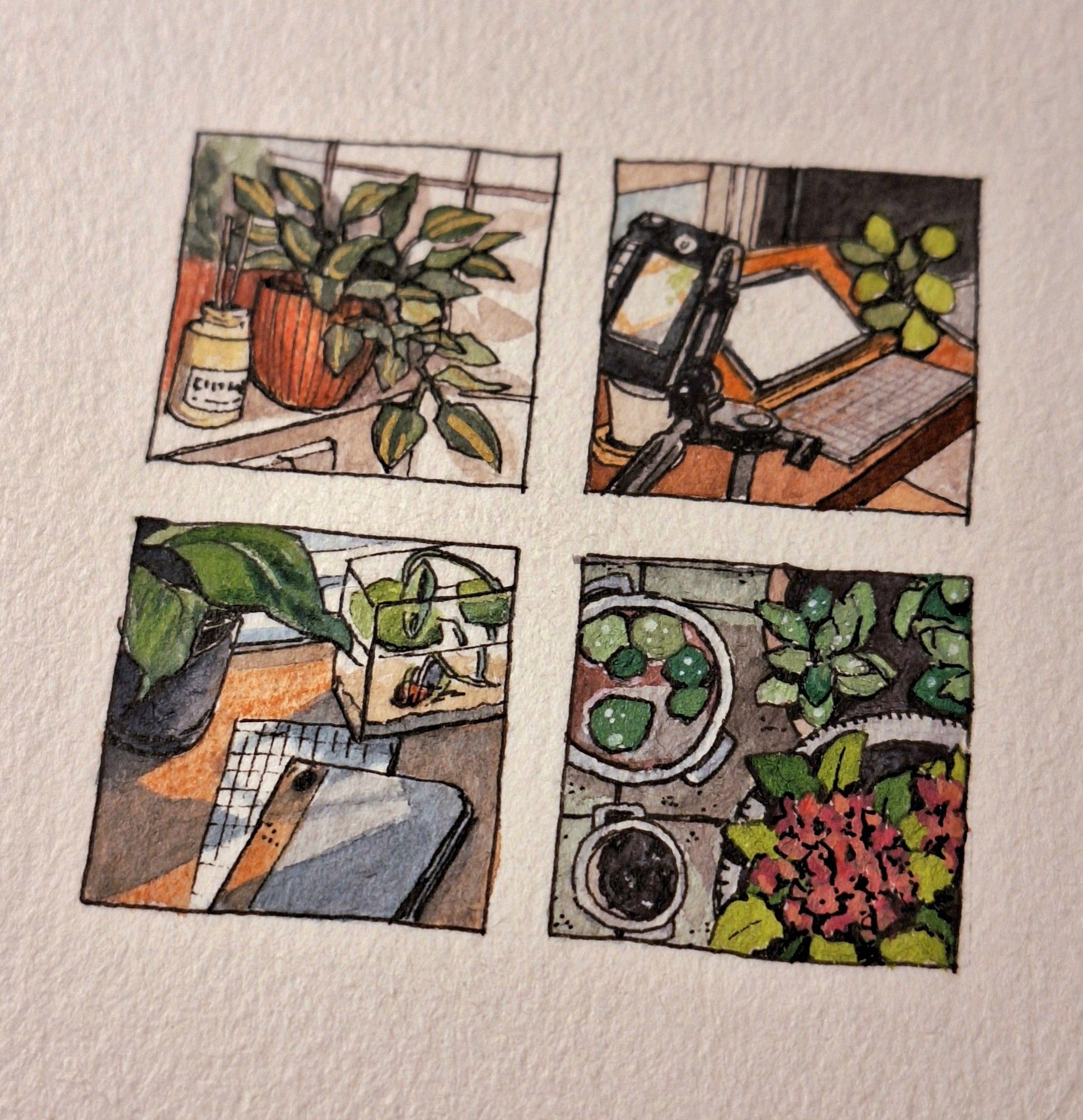 A set of four squared thumbnail drawings each of them showing tiny compositions with plants in watercolour.