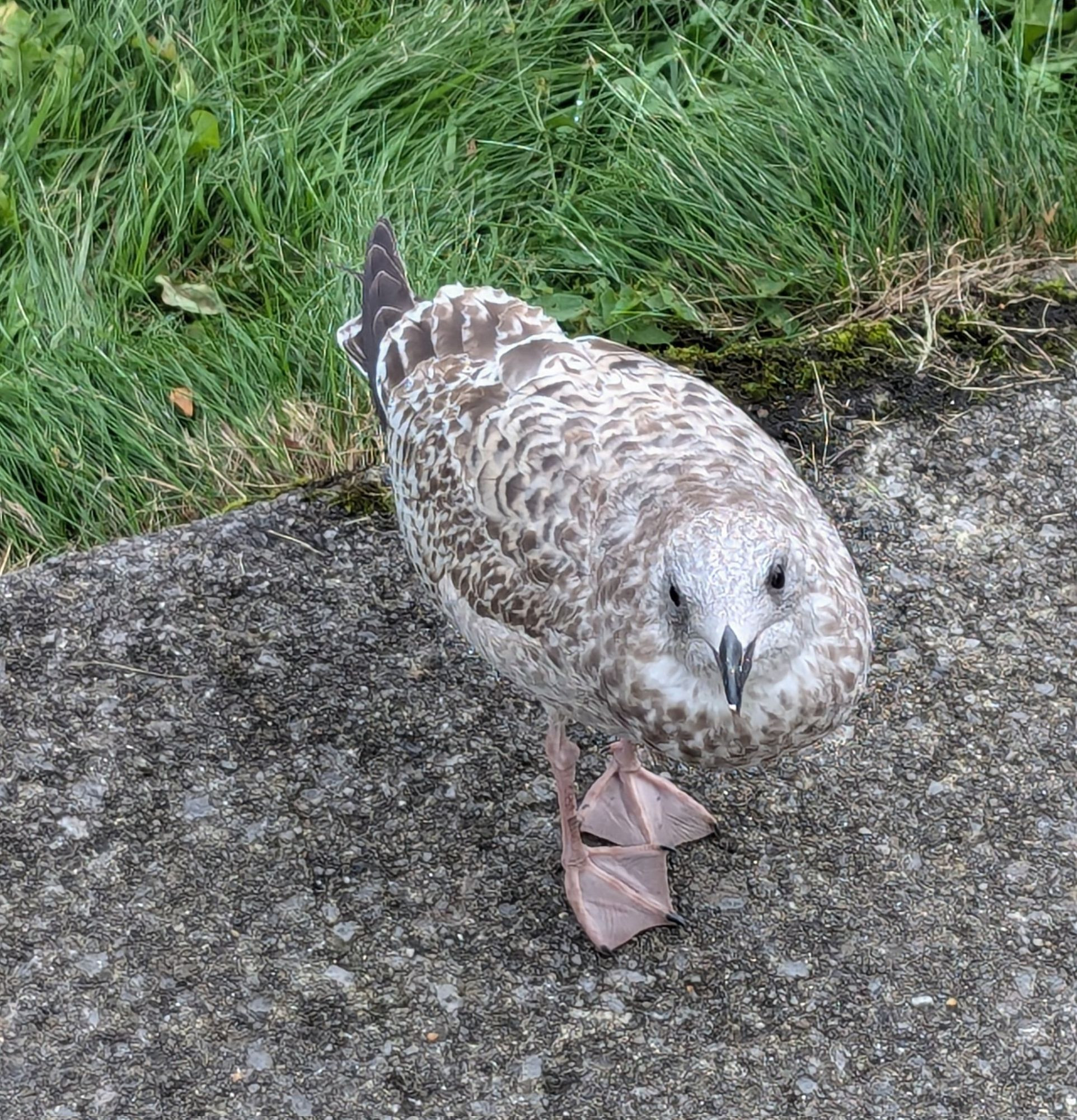 A young seagull looks up at the camera.