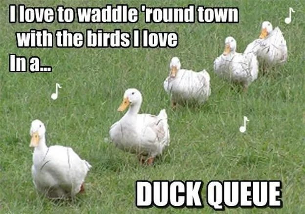 5 pekin ducks in a line, in long grass. The text says "I love to waddle 'round town with the birds I love in a... Duck queue" 