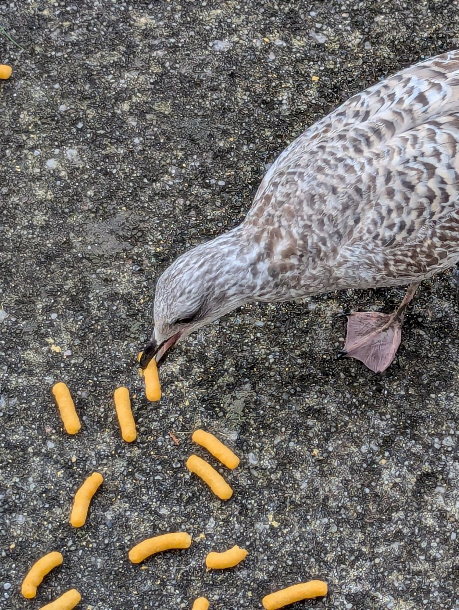 A young seagull eats some cheese puffs.