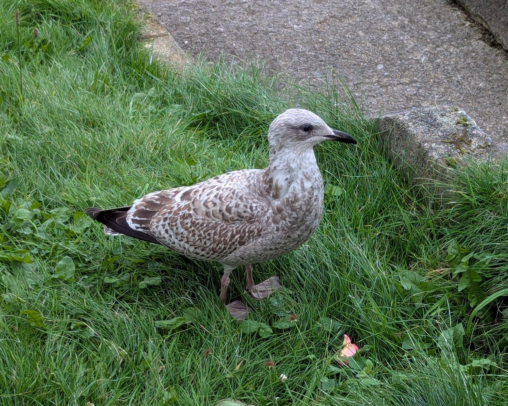 A young seagull standing on some grass.