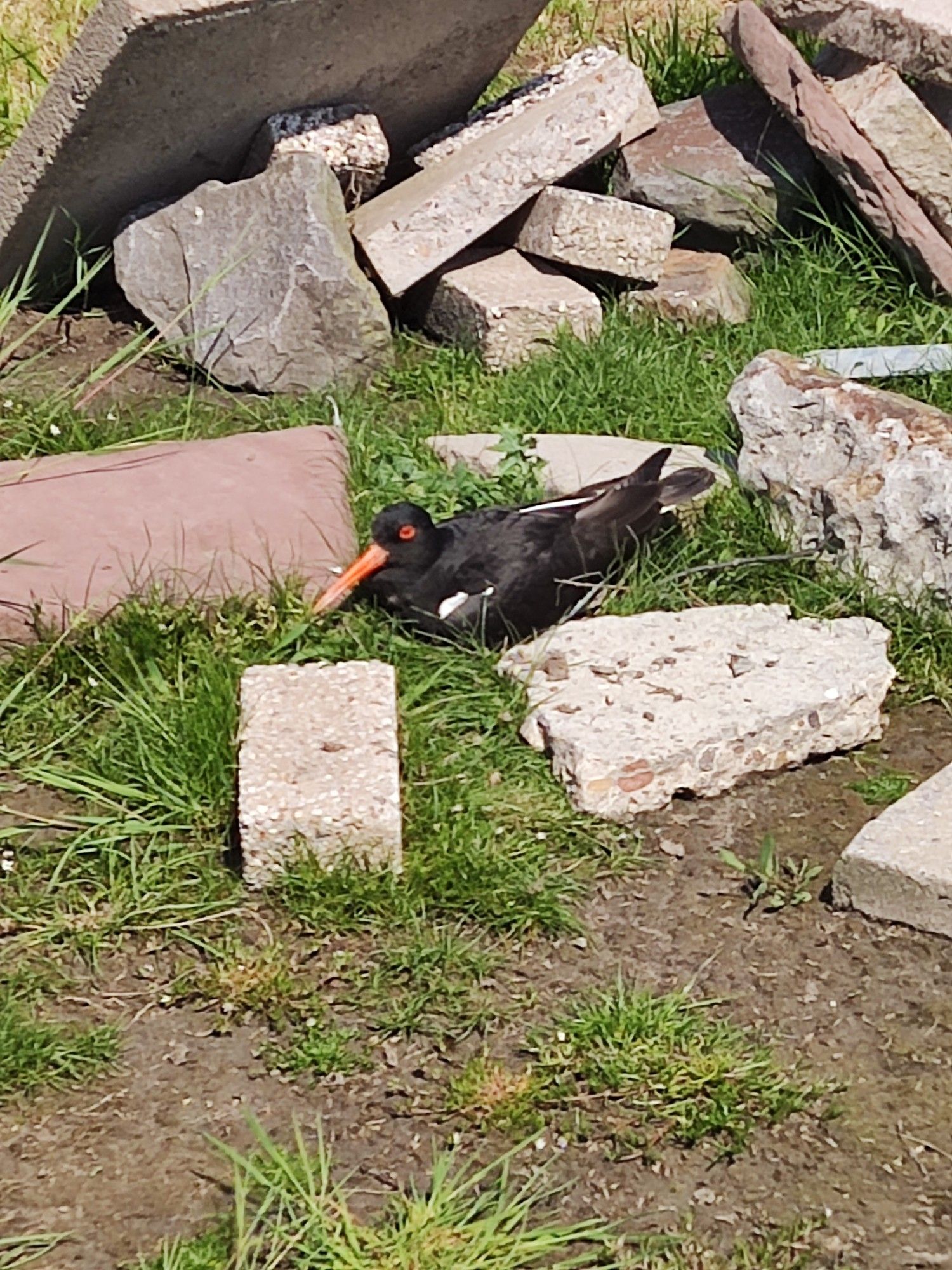 Ein Austernfischer,dunkel mit langem orangenen Schnabel brütet im Naturschutzpark Wattenmeer( Weltnaturerbe)