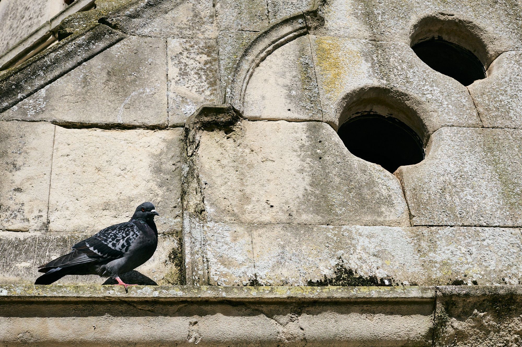 A pigeon sits on the ledge of a crypt in West Norwood Cemetery, London