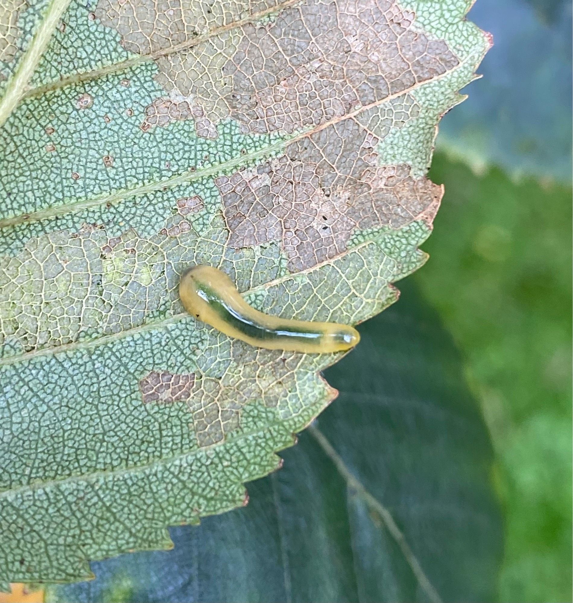 Pale slimy larvae with a central green stripe that resembles a slug, on the underside of a birch leaf - I believe it’s Oak Slug Sawfly - Caliroa annulipes but happy to be corrected!