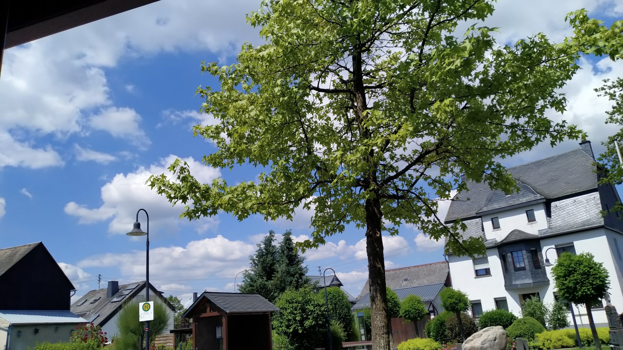 Einer der Dorfbäume in der Mitte. Rechts ein altes Bauernhaus in weiss mit Erker aus Schiefer. Blauer Himmel mit weissen Wolken. Links oben schräg abgeschnitten wegen Bushaltestelle.