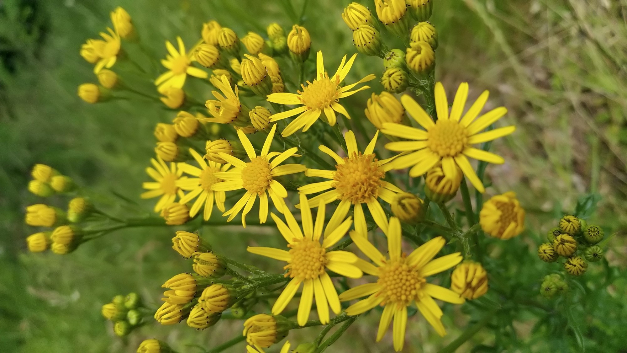 Gelbe blüten. Nicht großer als 50cent. 14-20 Strahlung. Im Vordergrund grosse blüten, dahinter unscharf Stängel und Knospen