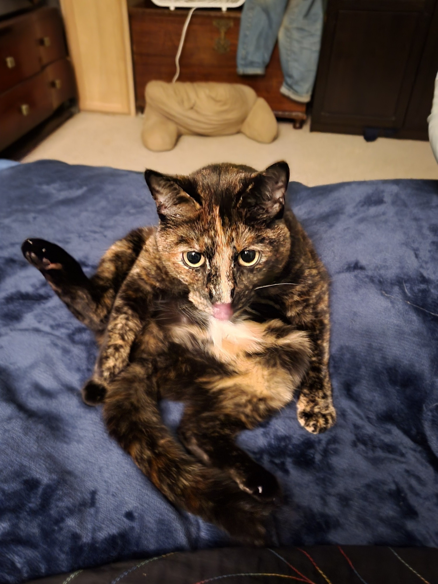 A tortoise shell cat surprised while grooming between her hind legs and exposing the white spot on her belly that makes her technically calico.