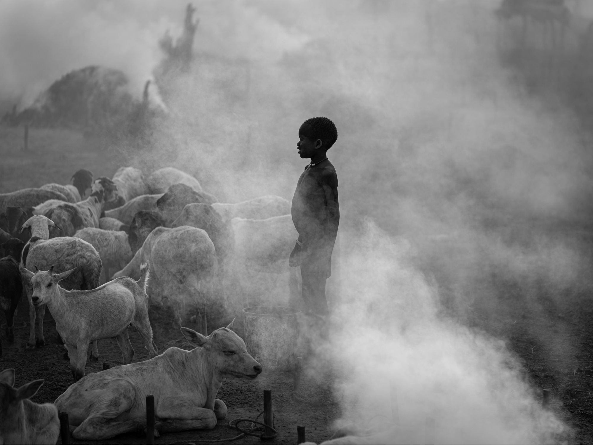 Photo en noir et blanc « Becoming an adult ». Un jeune  Mundari garde les chèvres de sa tribu, les lave et les fait nourrir. C’est la seule chance pour lui de devenir adulte.