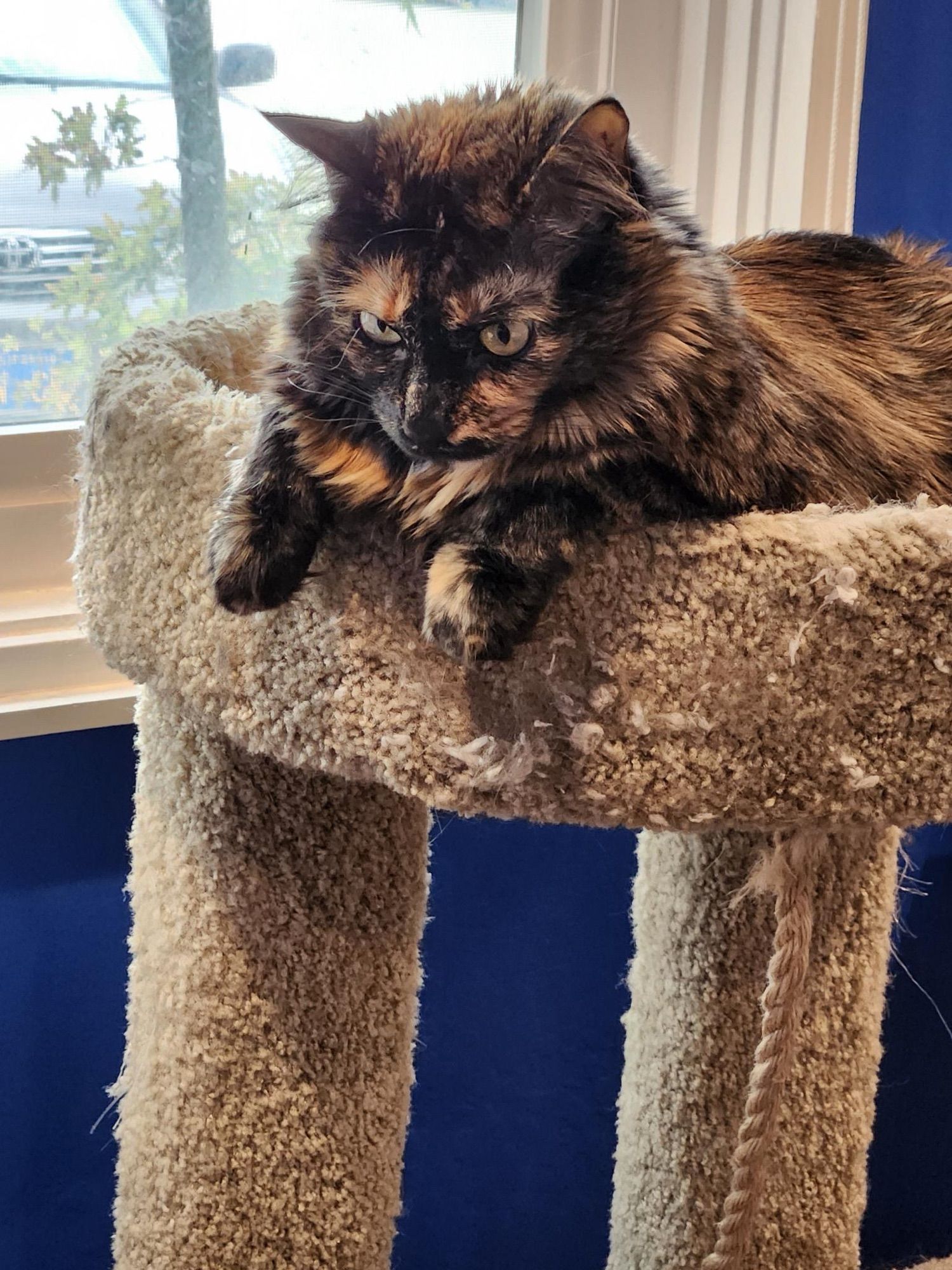 A longhaired tortoiseshell cat is sitting at the top of a cat tree, looking down at something out of frame. Her front paws are over the edge.