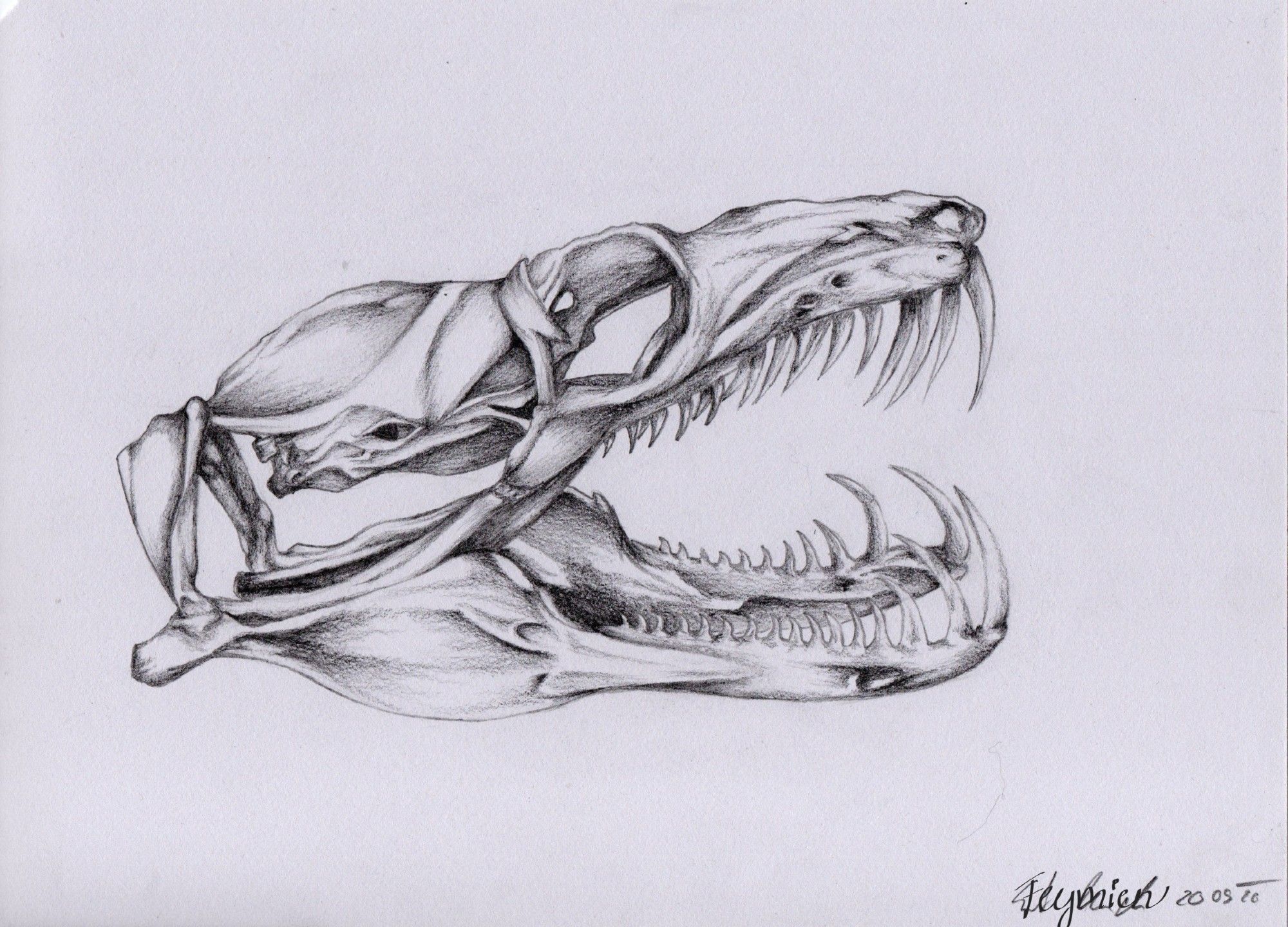 Stylised graphite illustration of a snake skull, side view