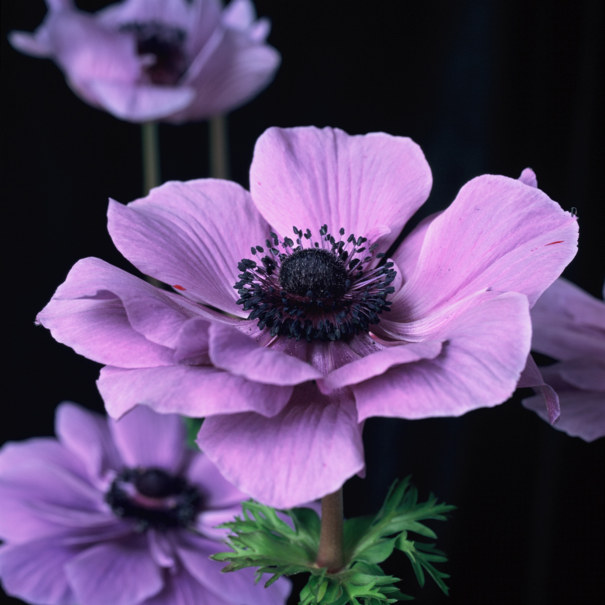 Closeups of purple anemone flowers.