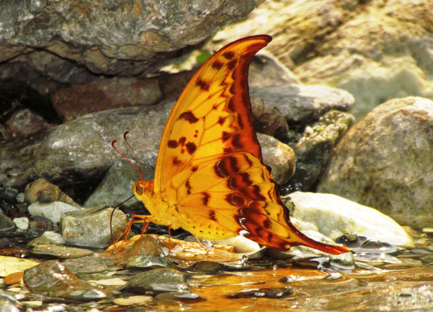 Yellow gorgon butterfly sits at water's edge.