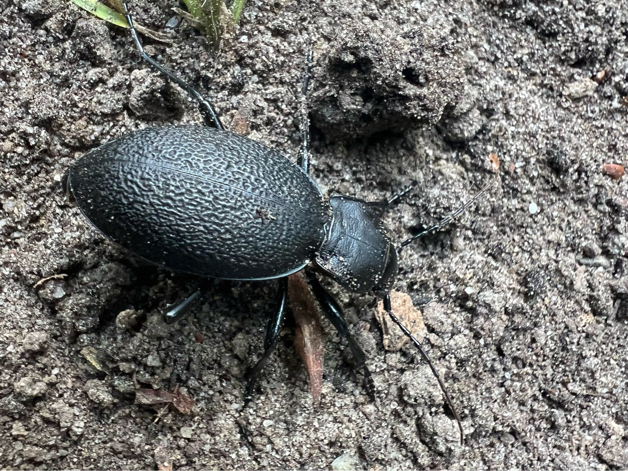 De Lederschallebijter zit even stil in de tuin voordat het de haag richting bladeren op de grond in “rent”.