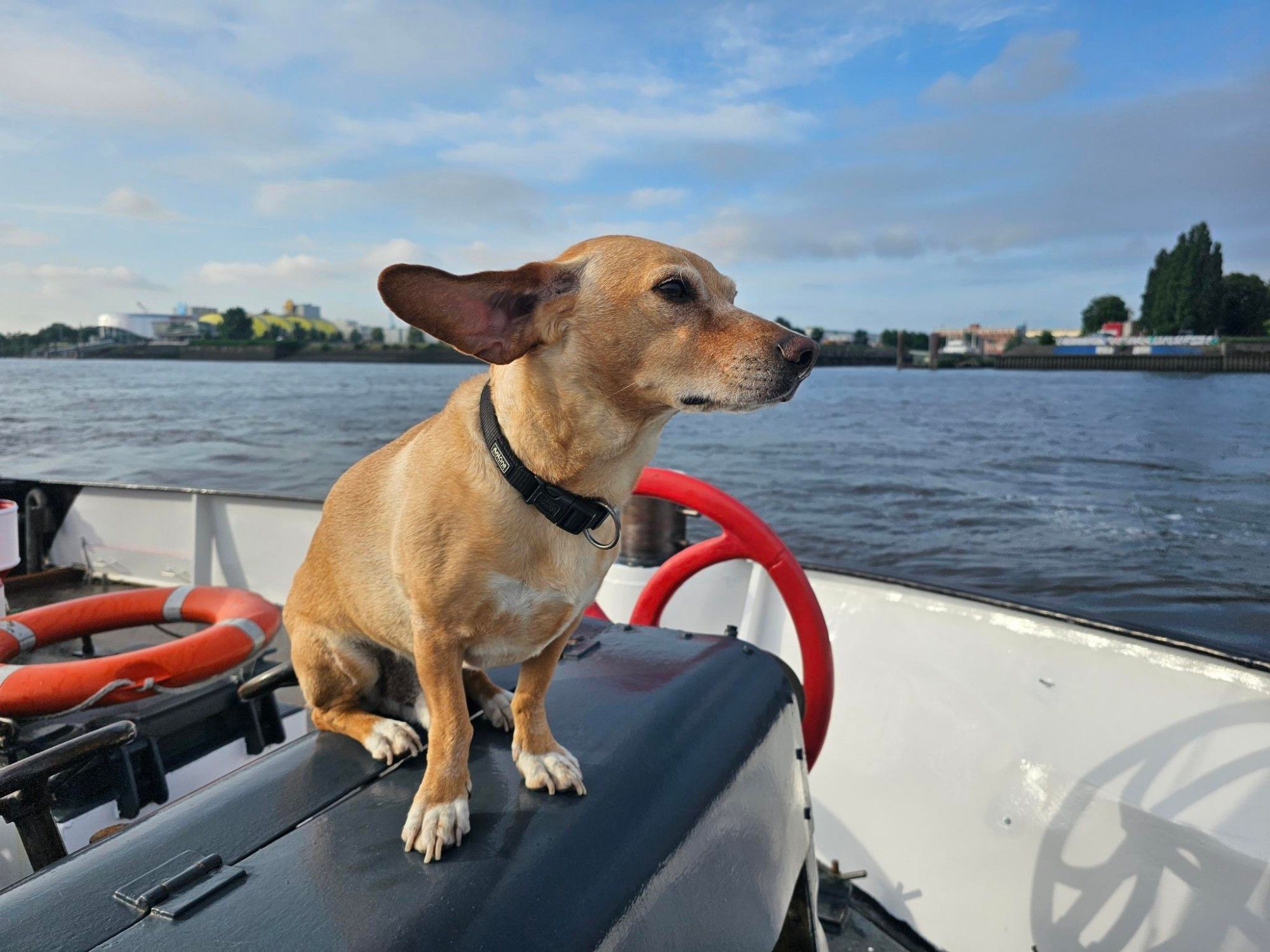 Am bug eines Schiffs sitzt ein kleiner, niedlicher, heller hund mit riesigen wehenden ohren. Im Hintergrund ist ruhiges wasser