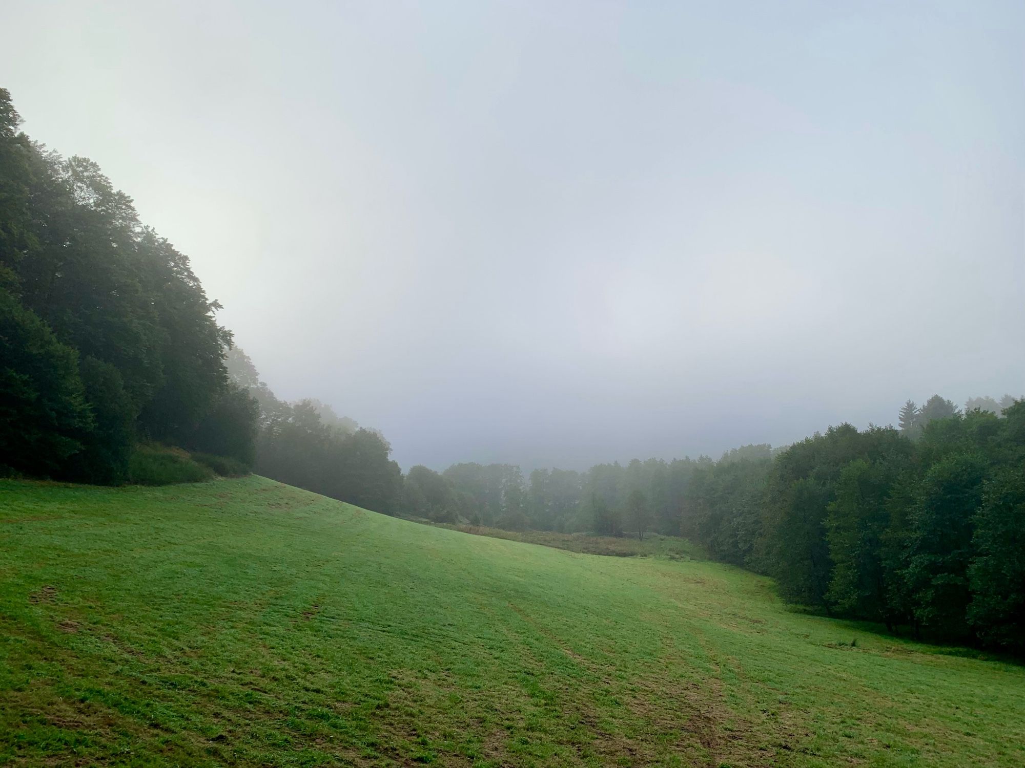 Eine Wiese im Wald, die von links nach rechts abfällt. An allen Seiten ist sie von Wald umgeben, ein Teil der Bäume ist im Nebel nur undeutlich zu erkennen