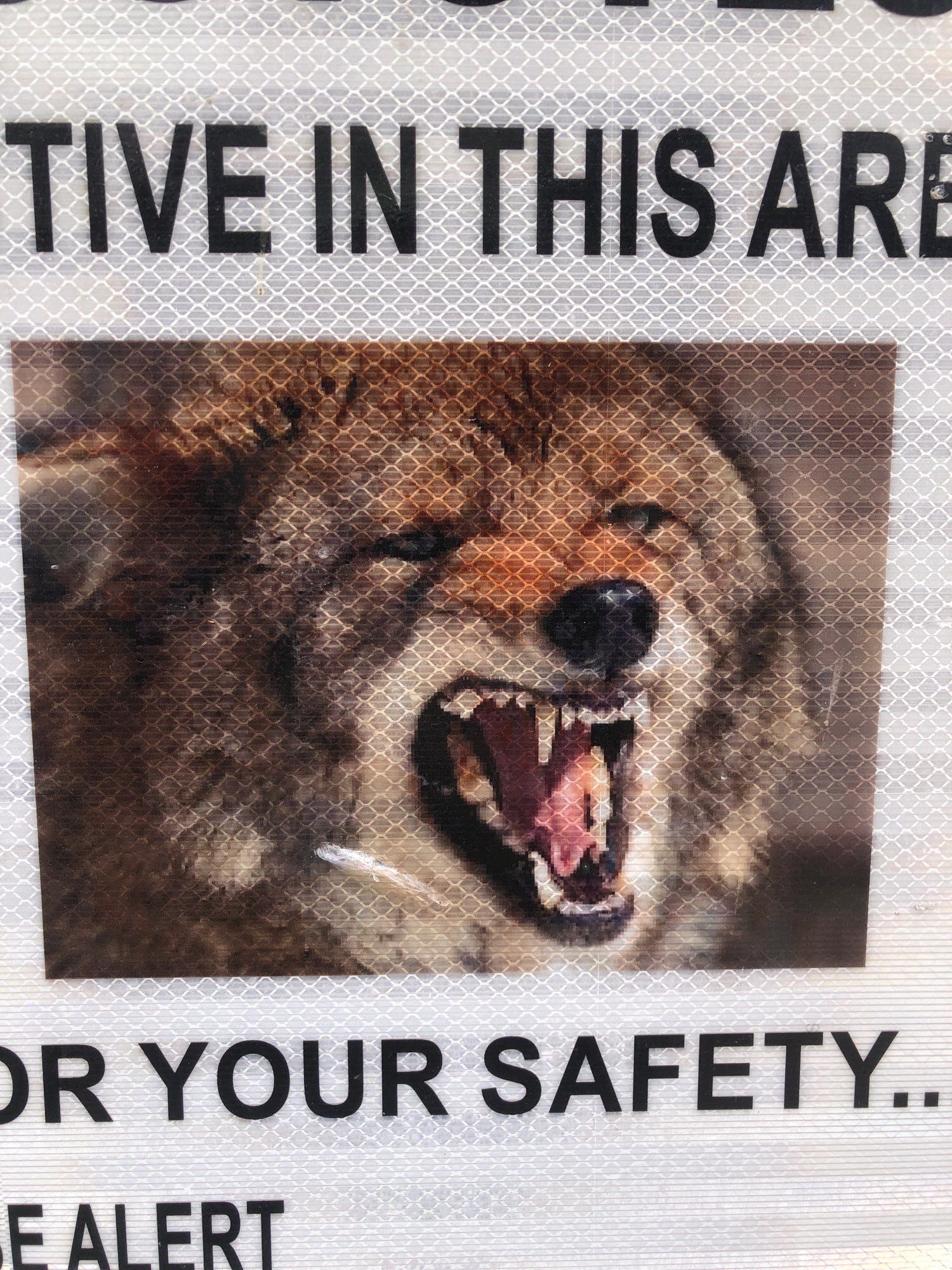 Close up of snarling coyote face from sign